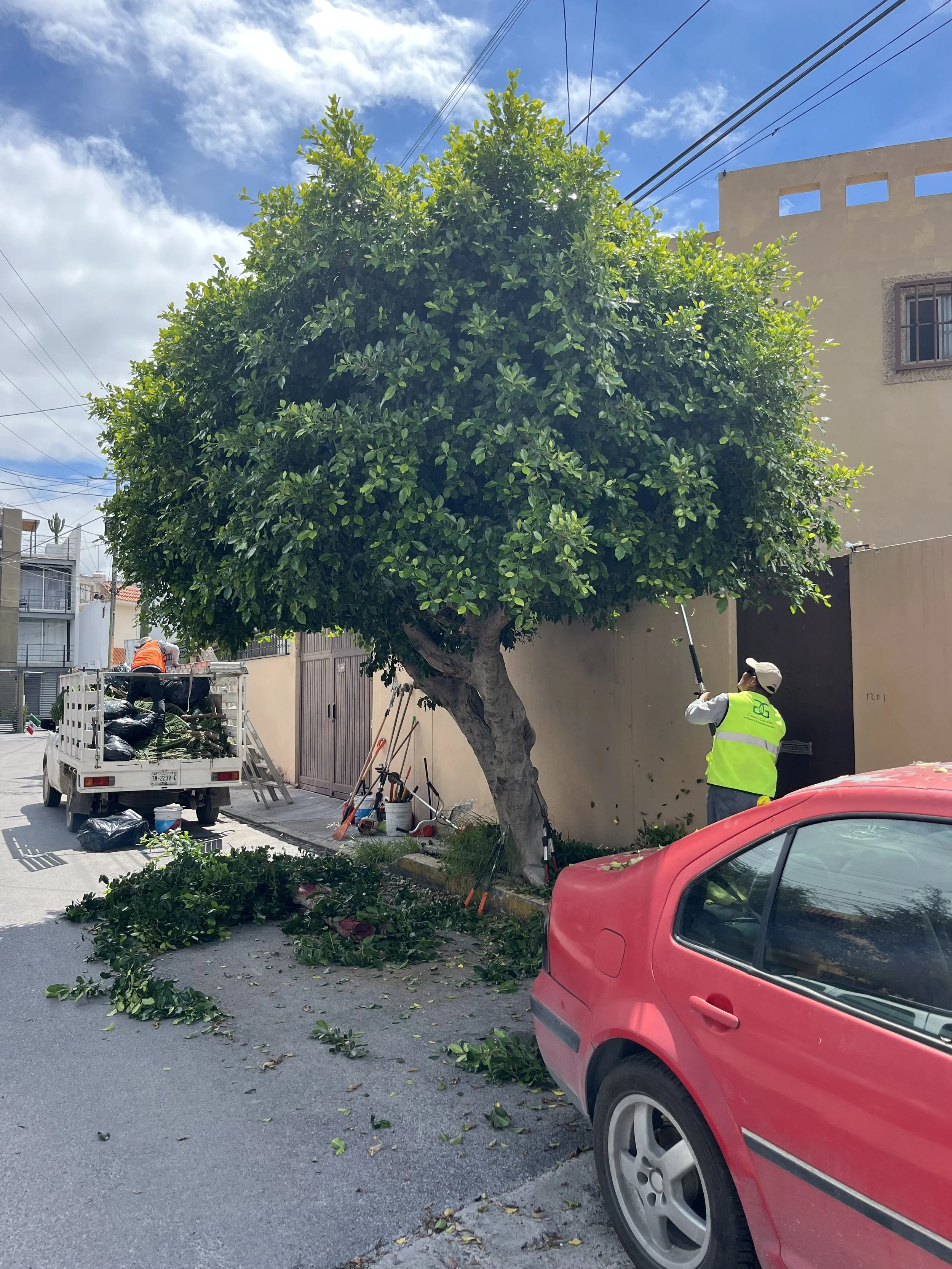 Un trabajador podando un árbol en una calle de la ciudad con un equipo de herramientas y un camión de transporte cercano.