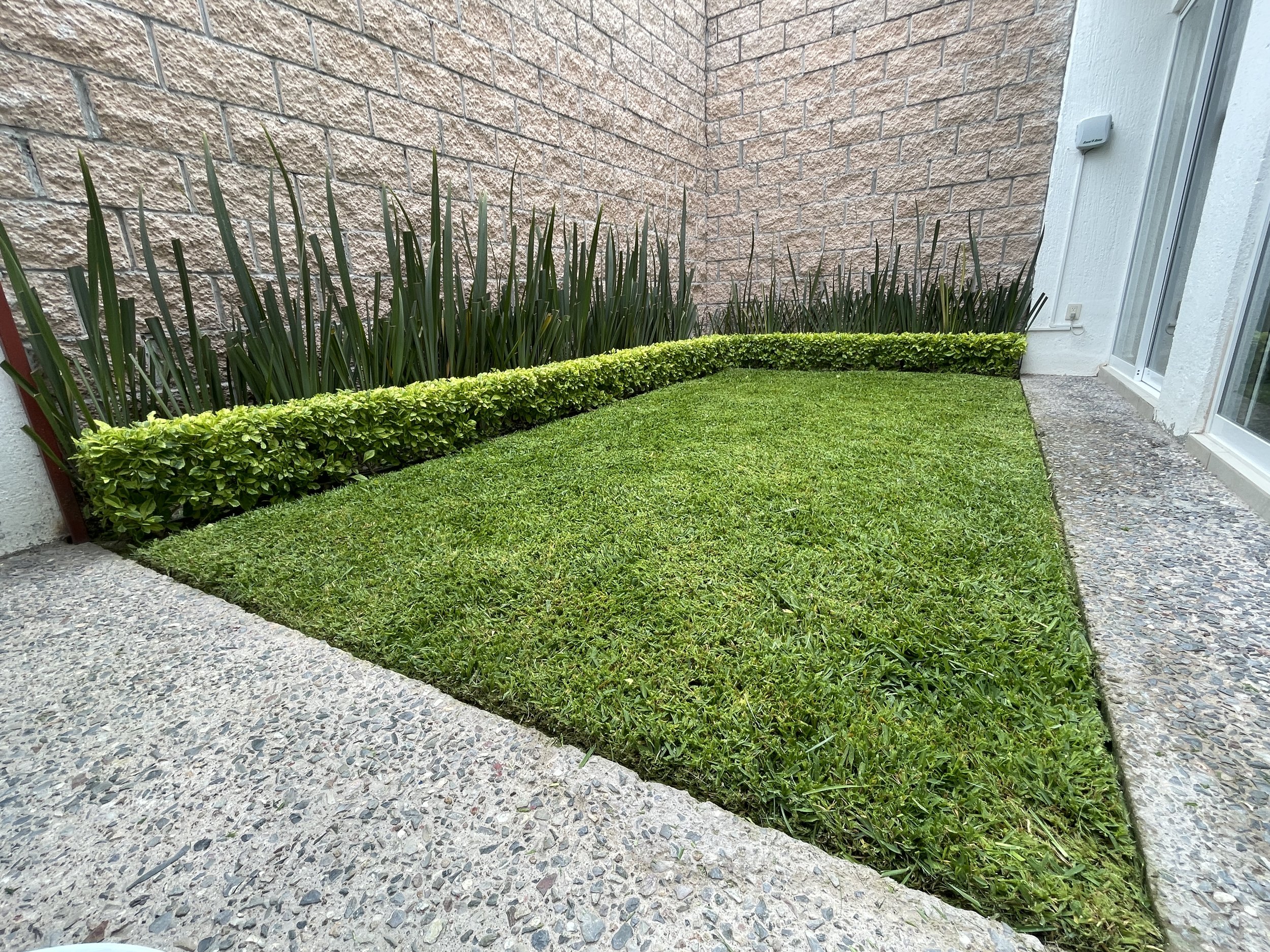 Jardín pequeño con césped y plantas ornamentales al lado de una pared de piedra y una pared blanca, con entrada de vidrio