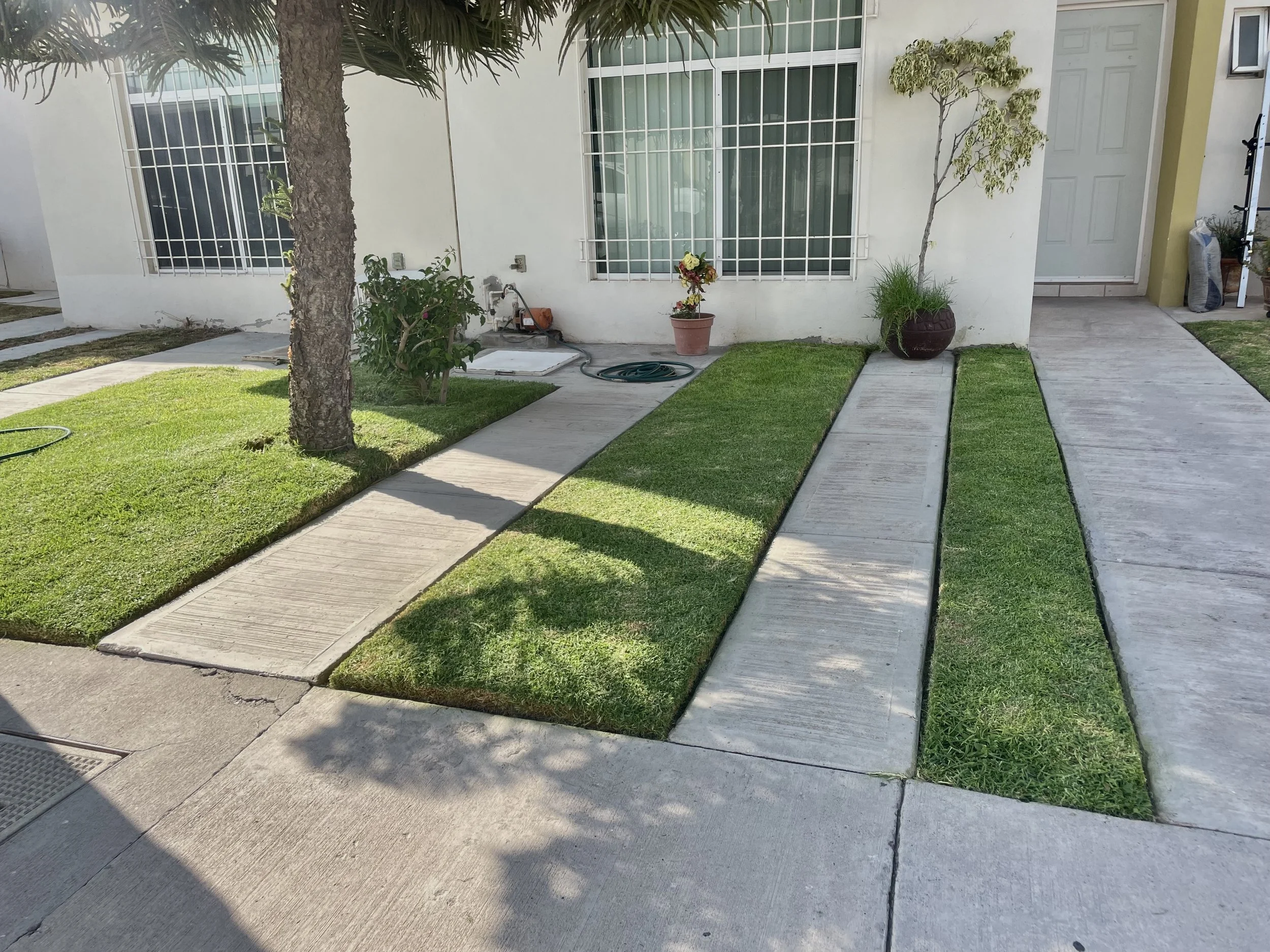 Entrada con camino de concreto y césped, árbol junto a la casa con ventanas y plantas en macetas.