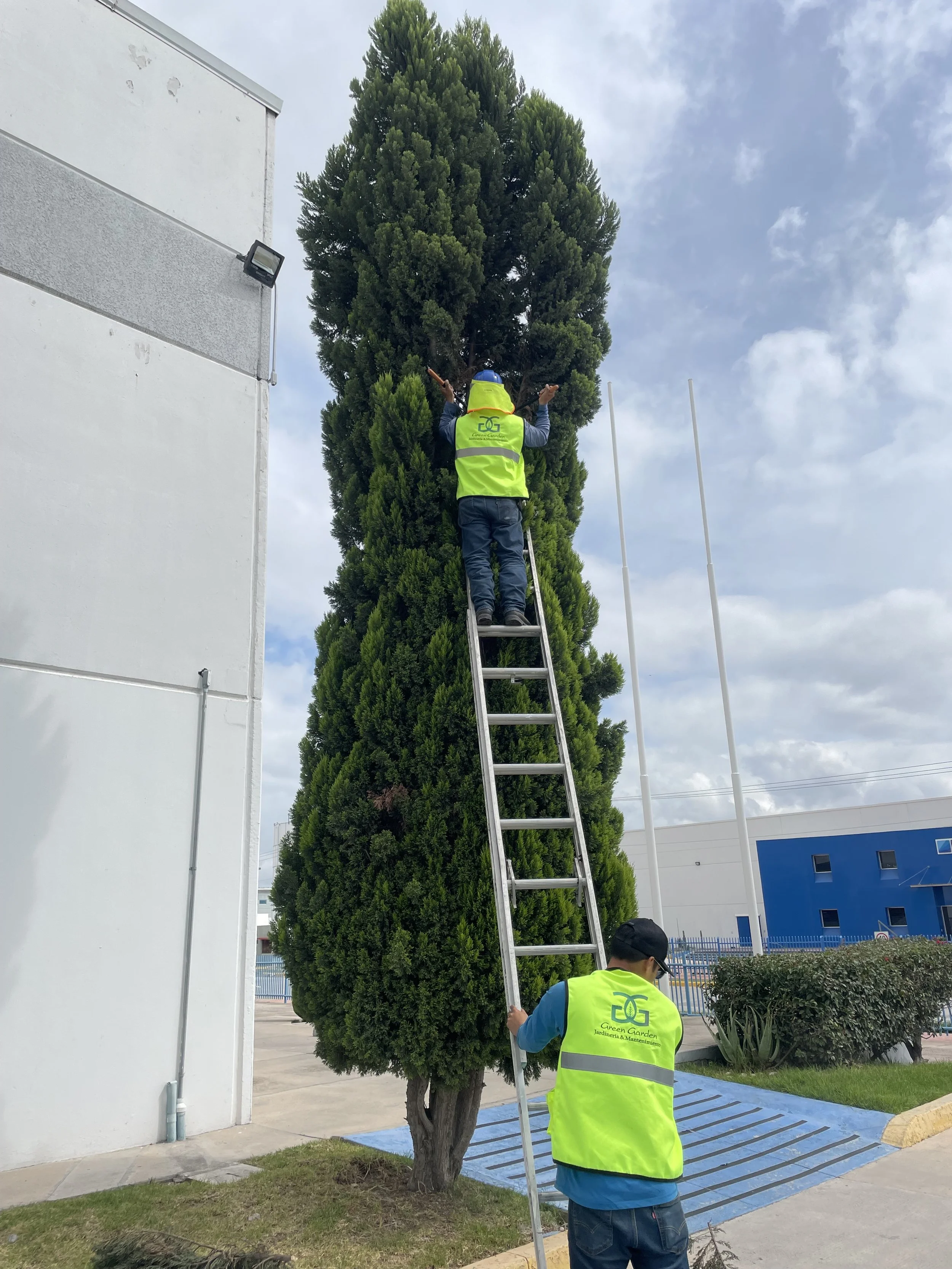 Dos trabajadores podando un árbol tallo y frondoso, uno en la cima en una escalera y otro en la base sosteniendo la escalera, en un entorno exterior con edificio y cielo nublado.