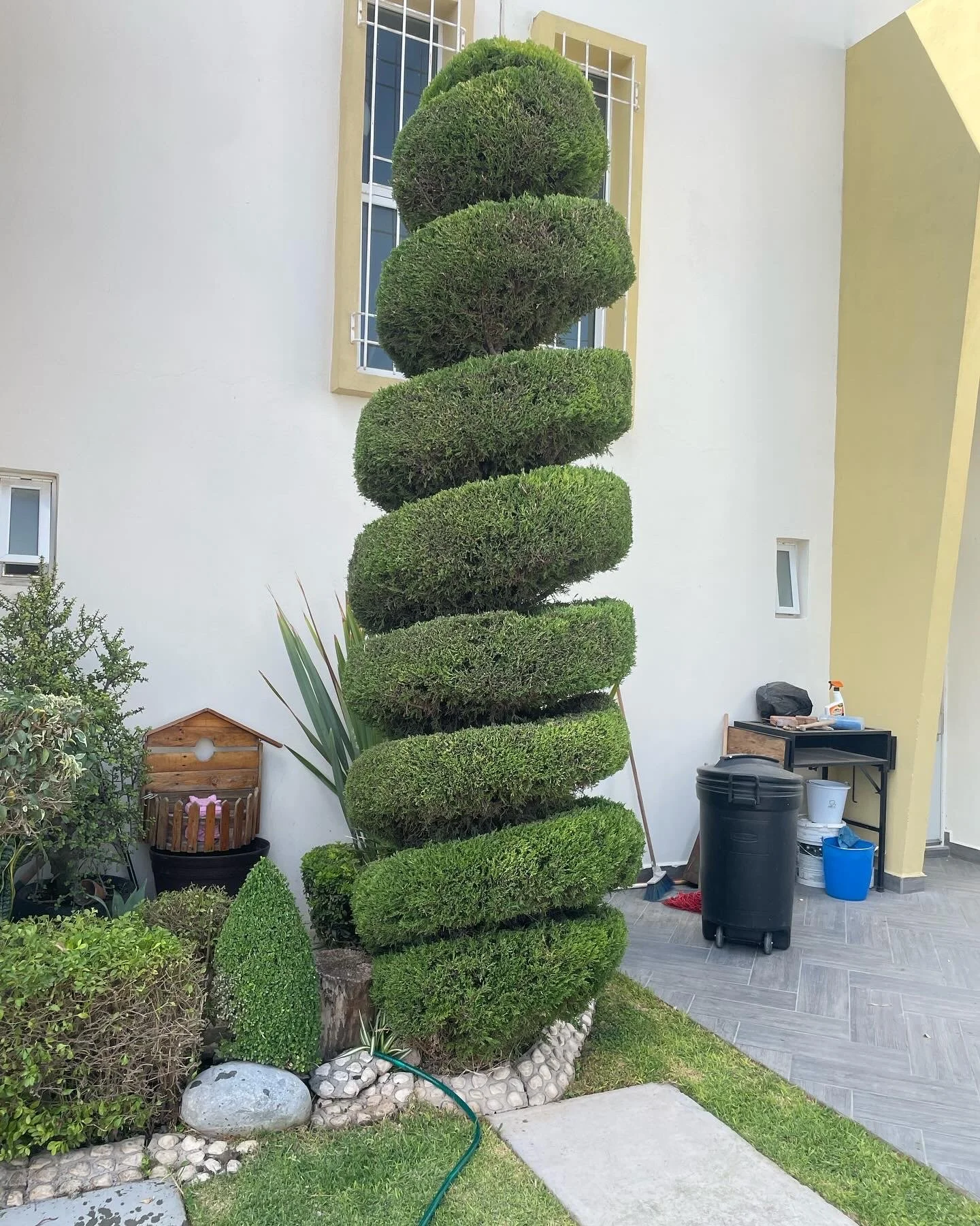Árbol podado en forma de espiral en un jardín, con paredes blancas y una ventana con marco de herrería. También hay arbustos, una caja de agua, una escoba y otros objetos de jardín.