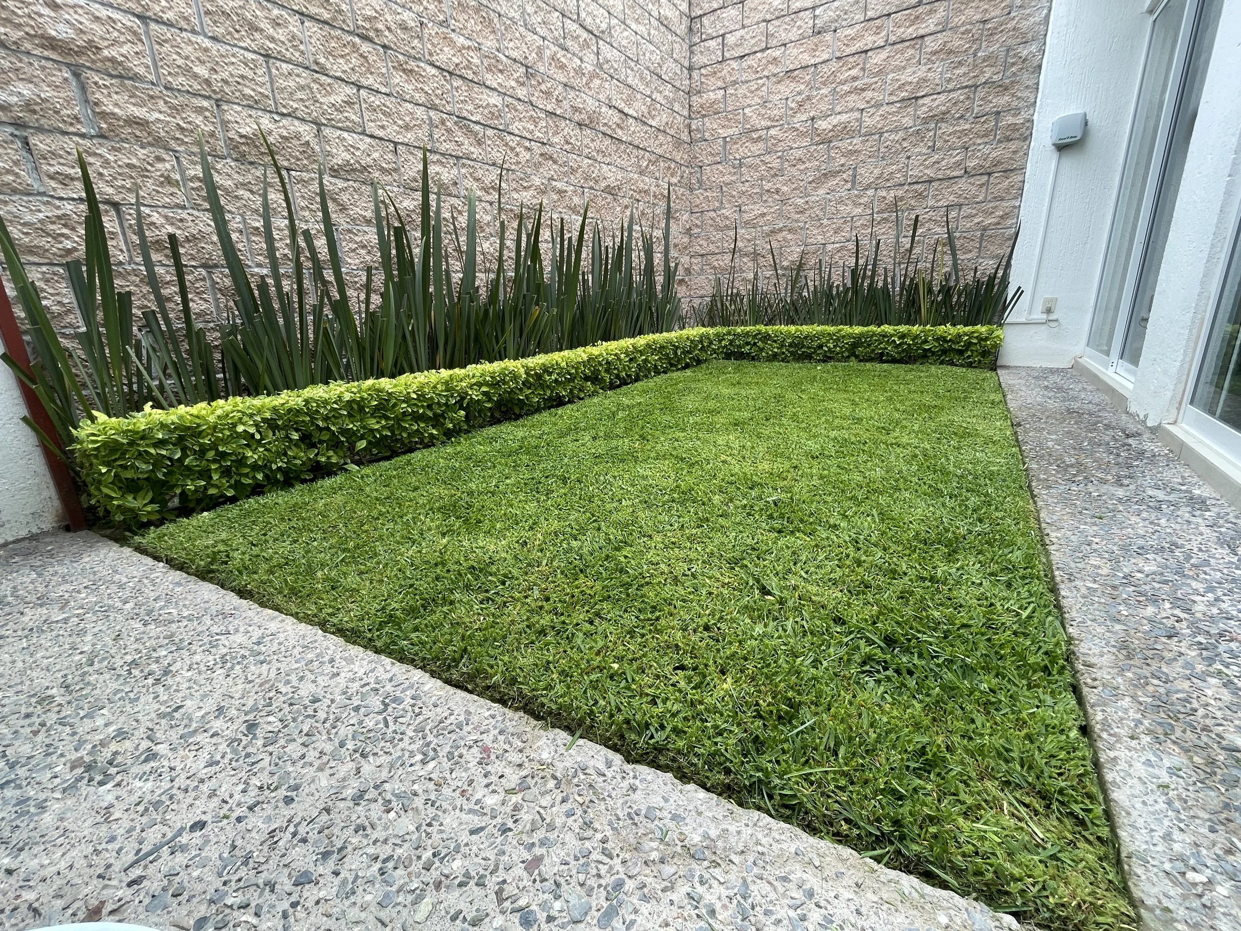 Jardín con césped y plantas ornamentales en un espacio exterior con paredes de ladrillo y ventanas de vidrio.