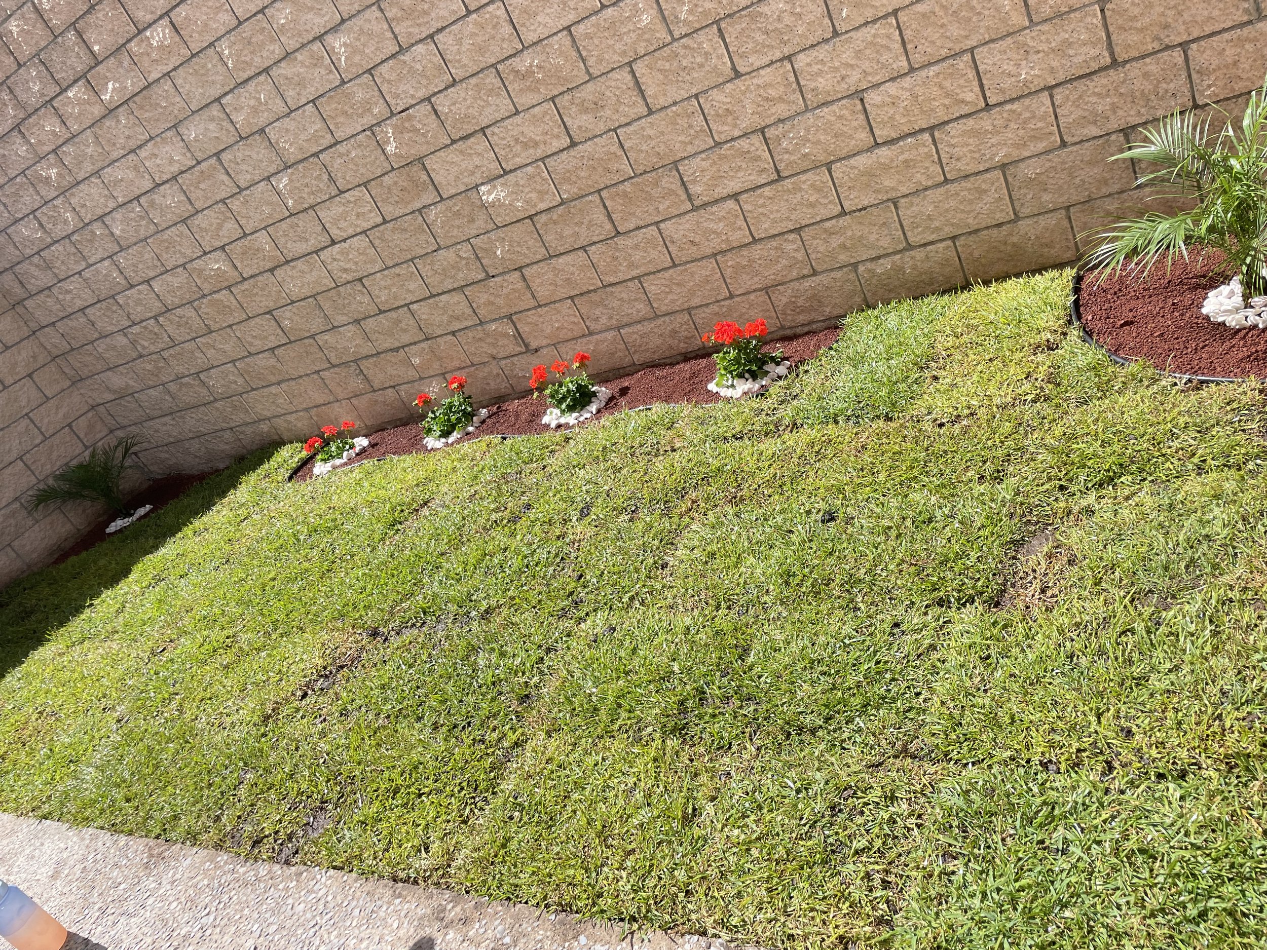 Jardín con césped, flores rojas y plantas en la esquina, cercado por una pared de ladrillos.