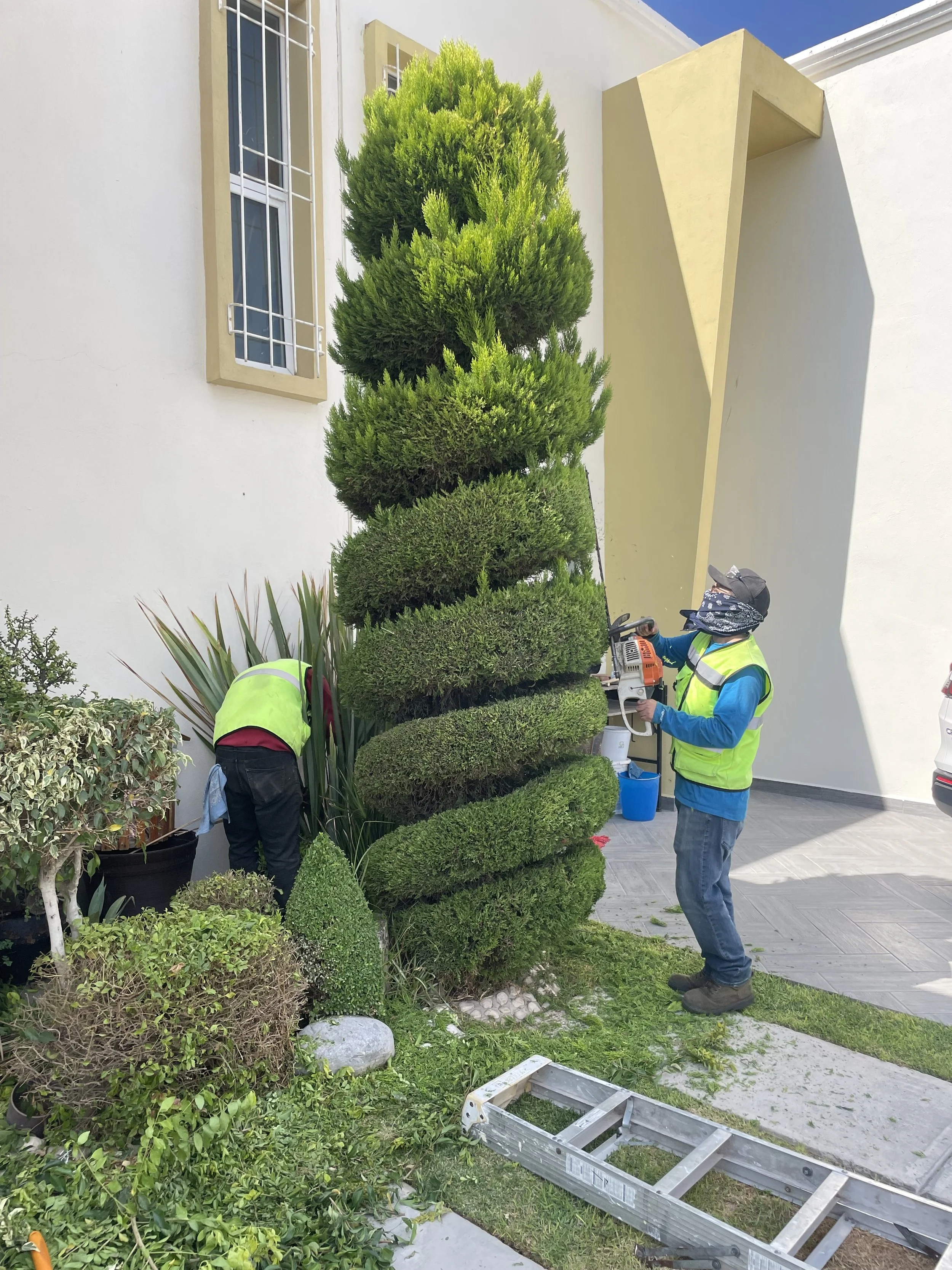 Personal de jardinería podando un árbol en un espacio exterior con paredes blancas y una ventana, usando equipo de protección y herramientas de jardinería.