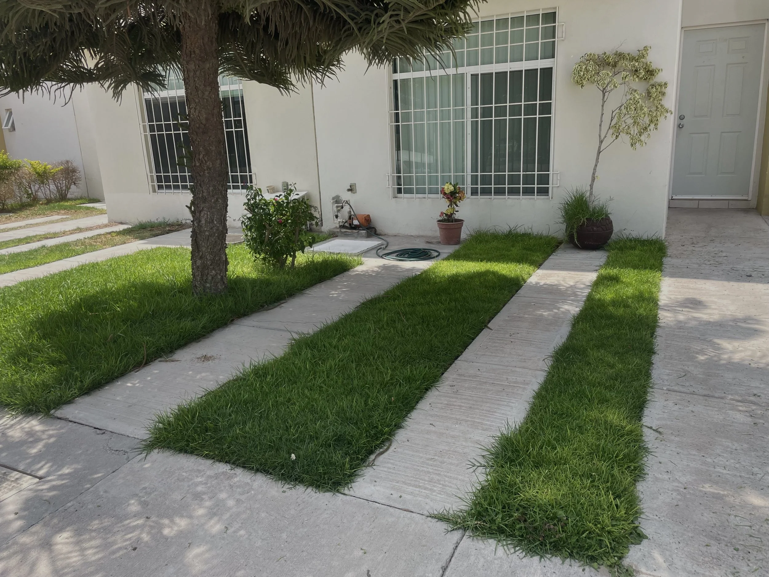 Jardín de césped con camino de concreto, en una casa blanca con ventanas con barrotes y plantas en macetas.
