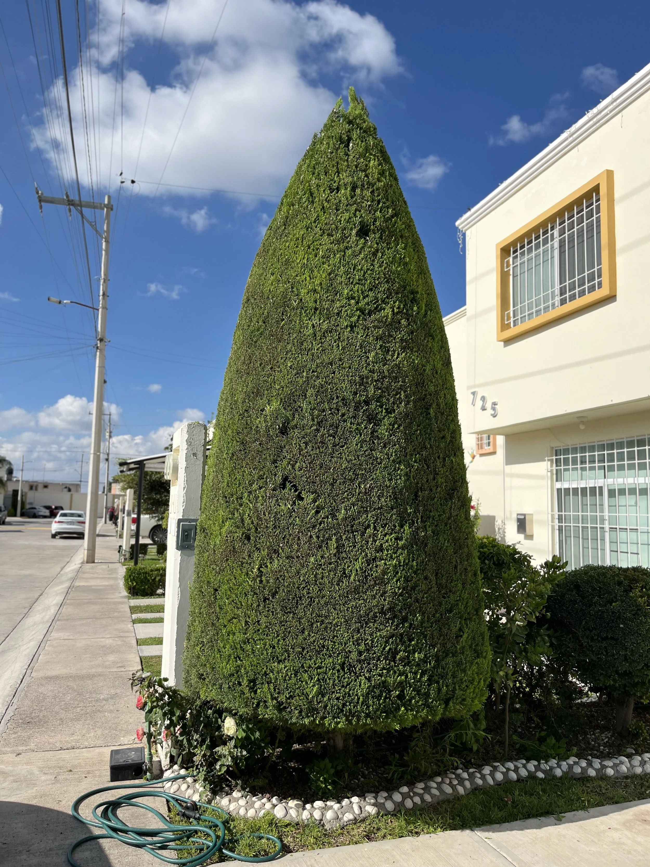 Un árbol de forma cónica y bien cuidado en la acera frente a una casa moderna blanca con rejas en las ventanas, en un día soleado con cielo despejado y algunas nubes.
