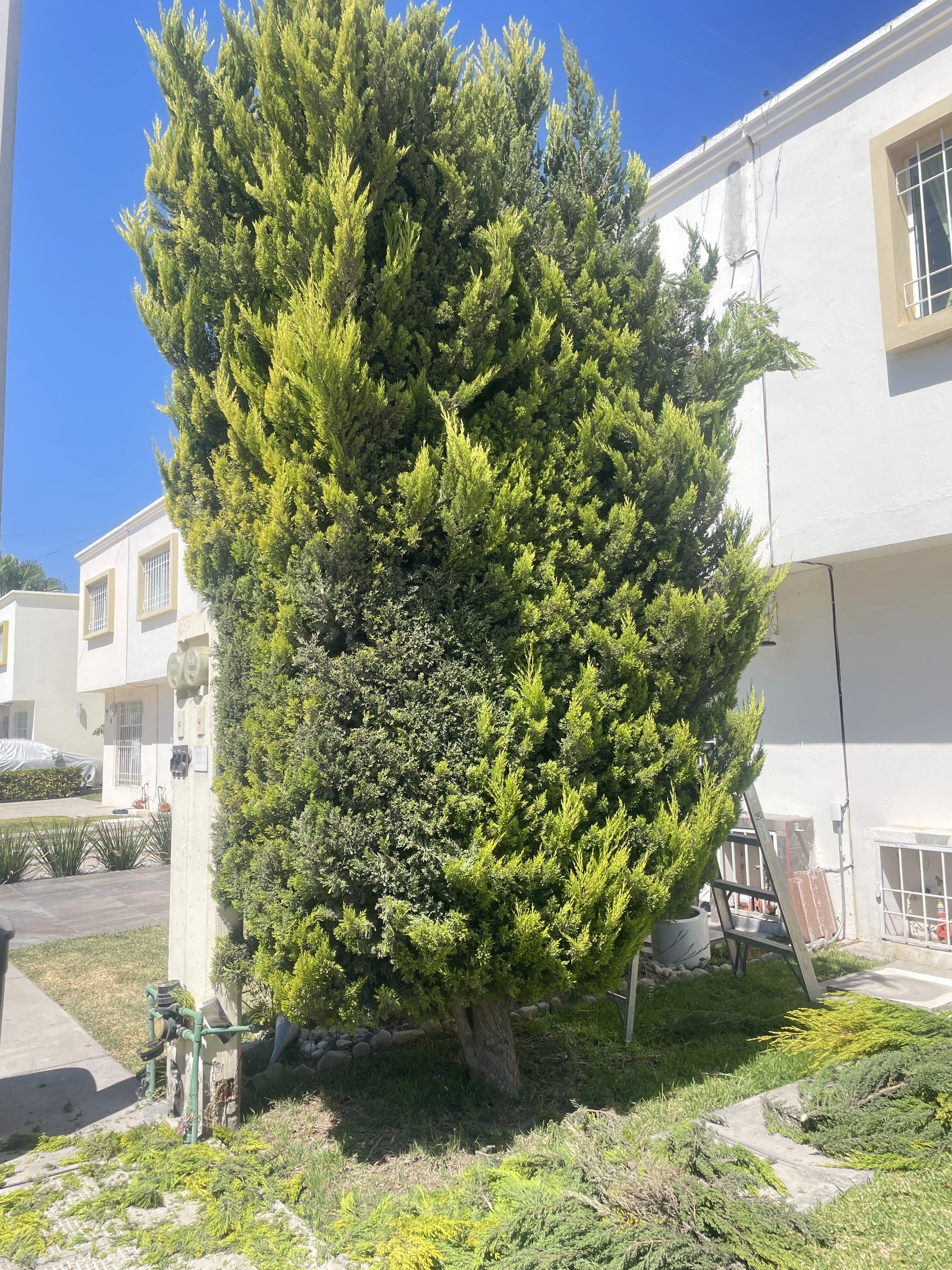 Árbol grande y frondoso en un área de jardín con edificio blanco al fondo, césped, y herramientas de jardinería en el suelo.