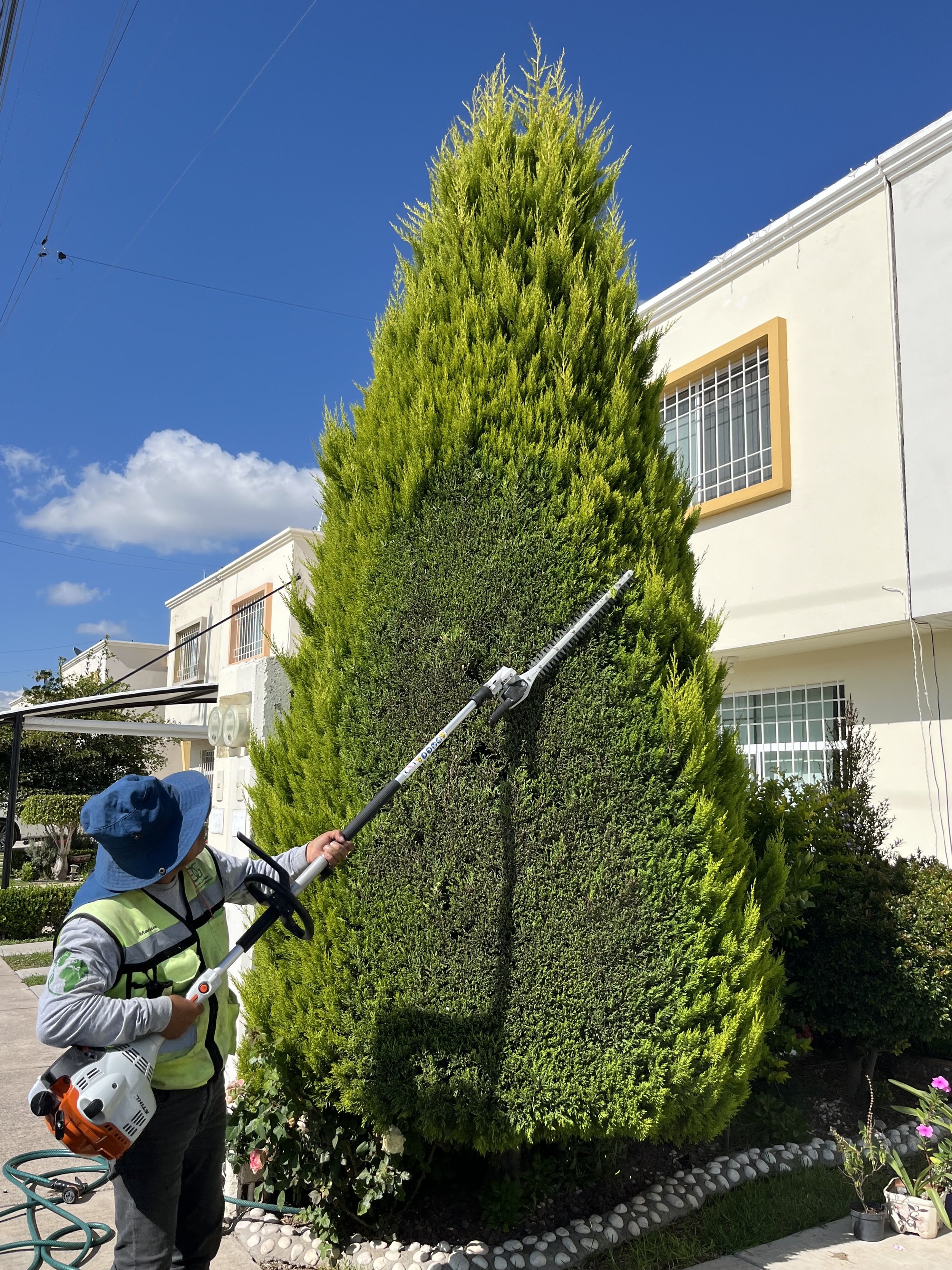 Una persona usando máquina de poda para recortar una gran arbusto en forma de árbol en un jardín, en un día soleado con cielo azul.