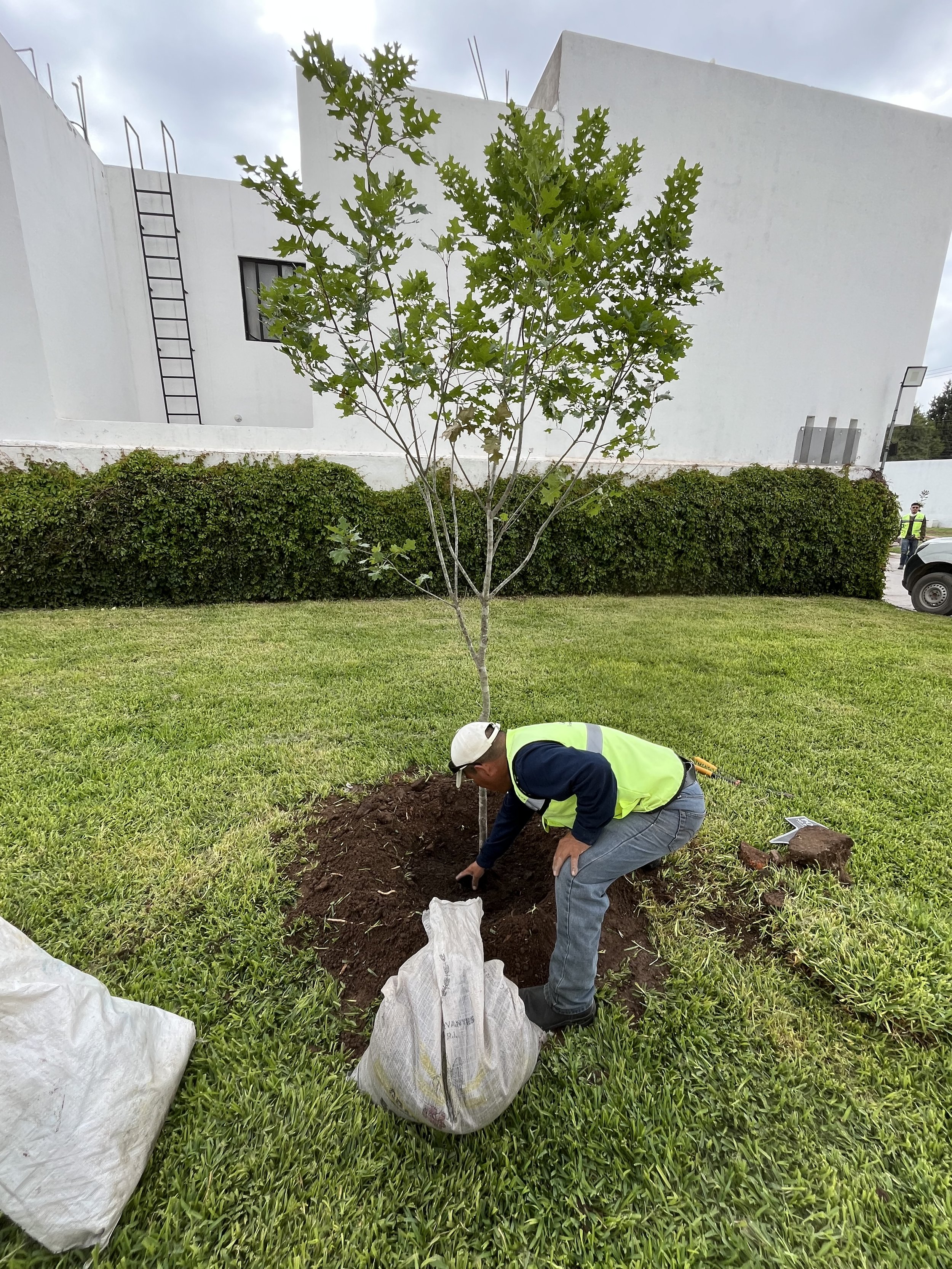 Hombre plantando un árbol joven en un espacio verde junto a una cerca de vegetación y un edificio moderno en el fondo.