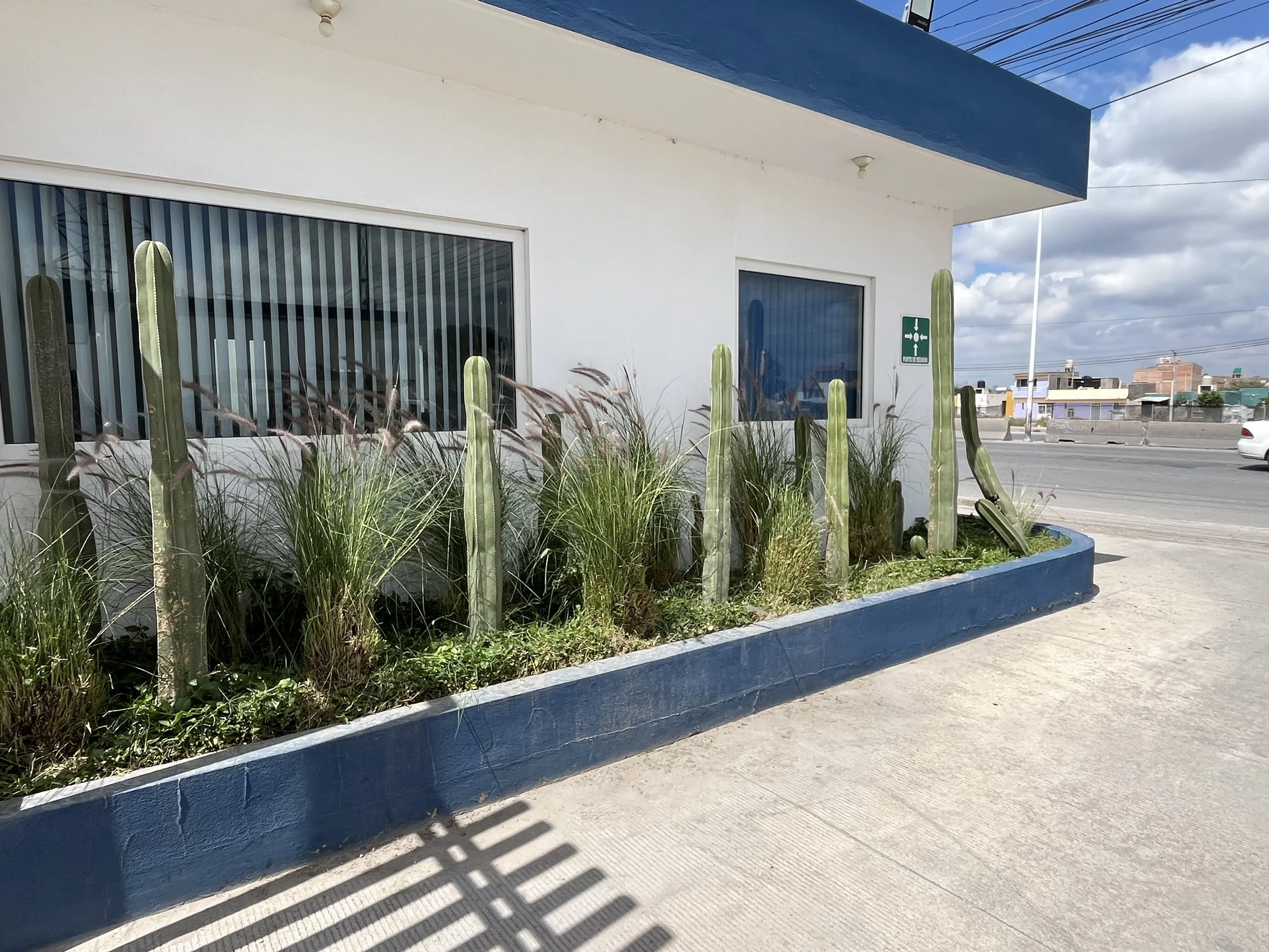Jardín con cactus y plantas altas junto a una pared de edificio blanco con ventanas y una señal de primeros auxilios.