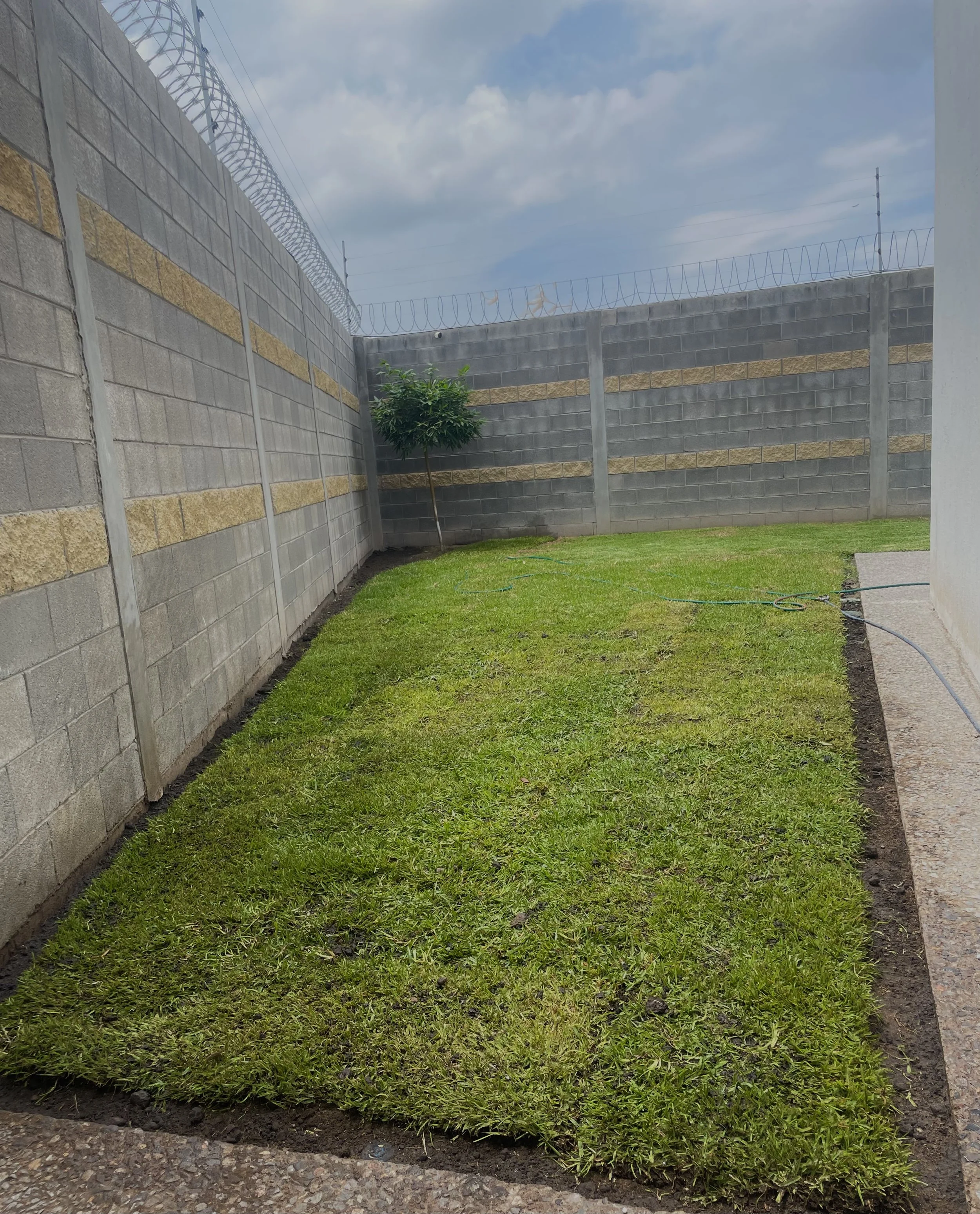 Patio con césped recién sembrado, muro de bloques de cemento con ramas de alambre en la parte superior y un árbol joven en la esquina izquierda, cielo despejado con algunas nubes.