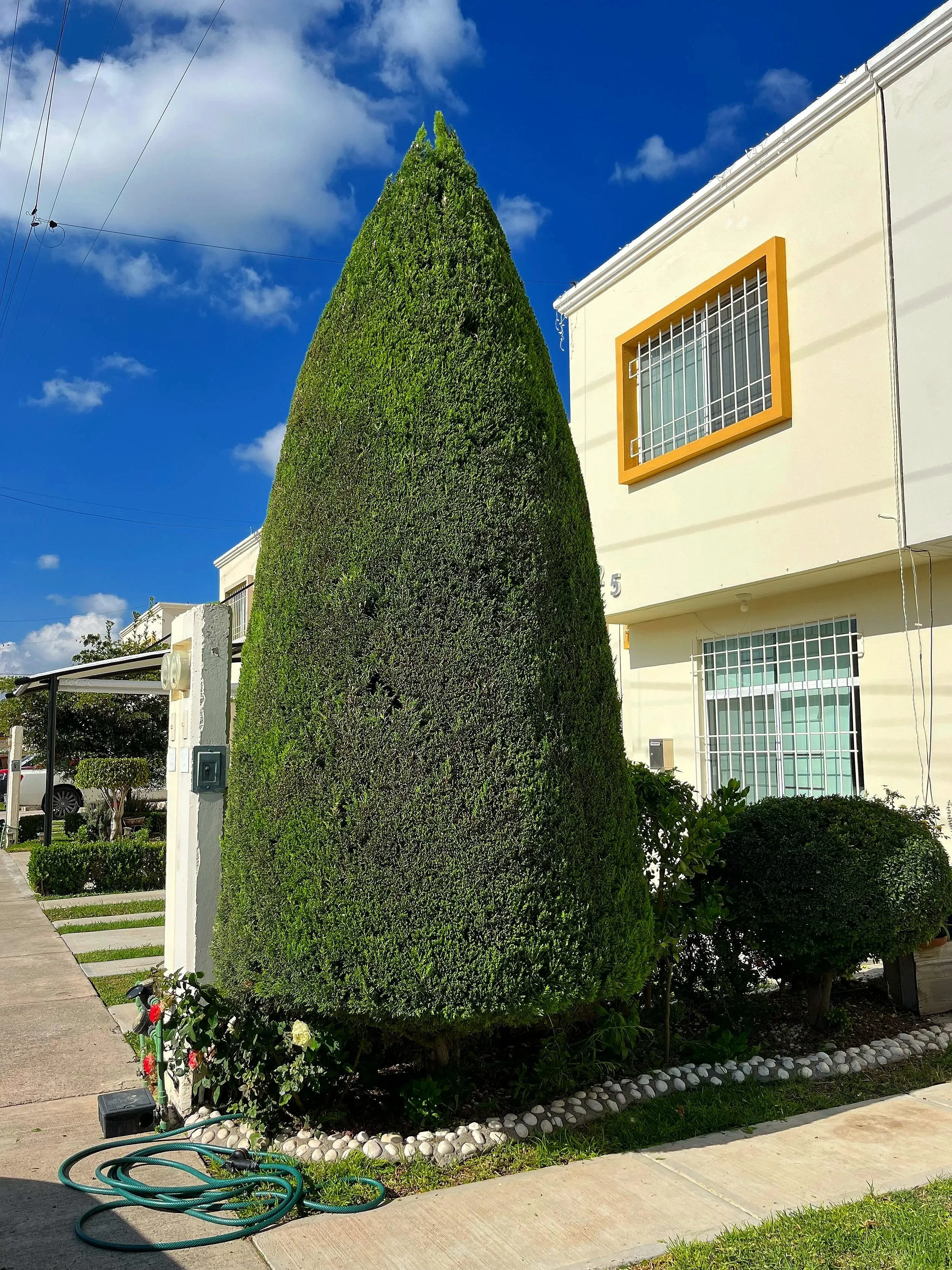 PINO CIPRES PODADO, ARBOL, SERVICIO DE PODA