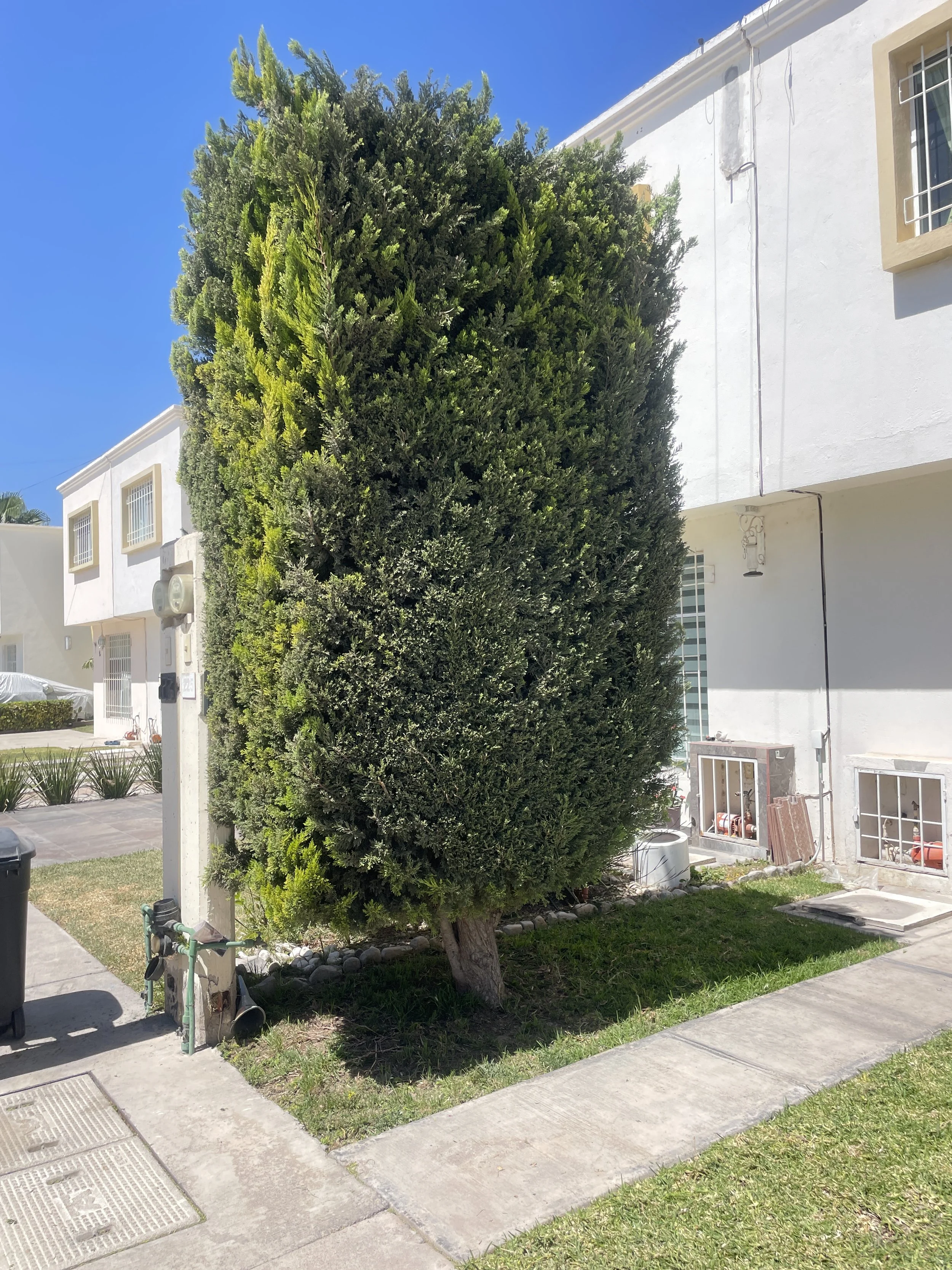 Un árbol grande y denso junto a una casa blanca, con ventanas con rejas, en un día soleado con cielo azul.