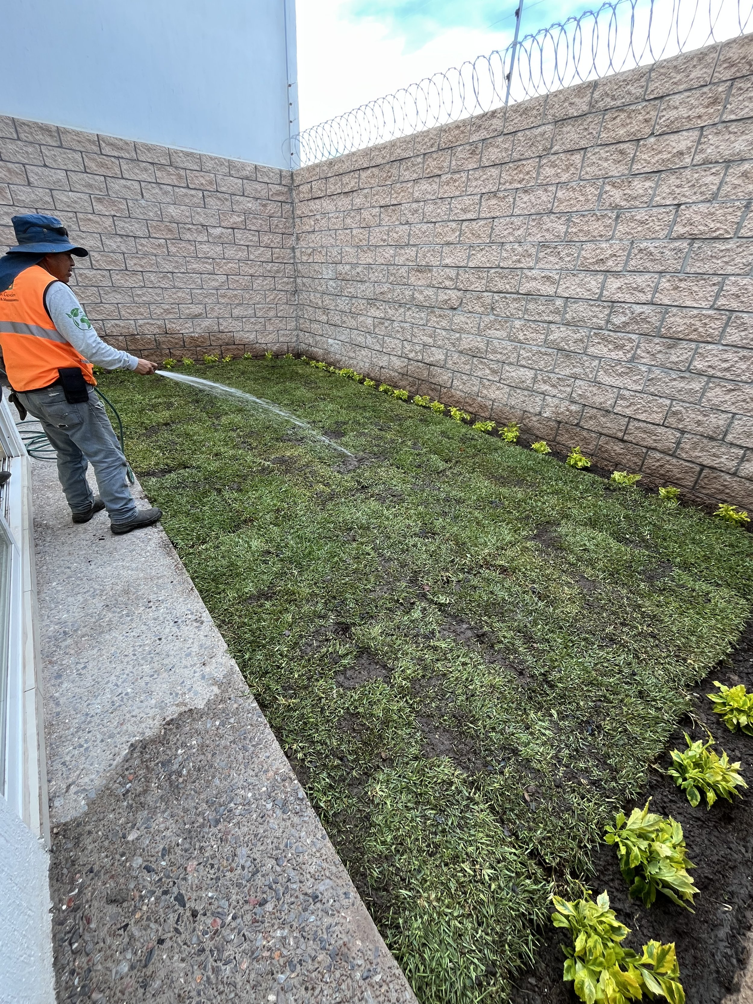 Persona rociando agua en un pequeño jardín con plantas cerca de un muro de piedra y una cerca de alambre.