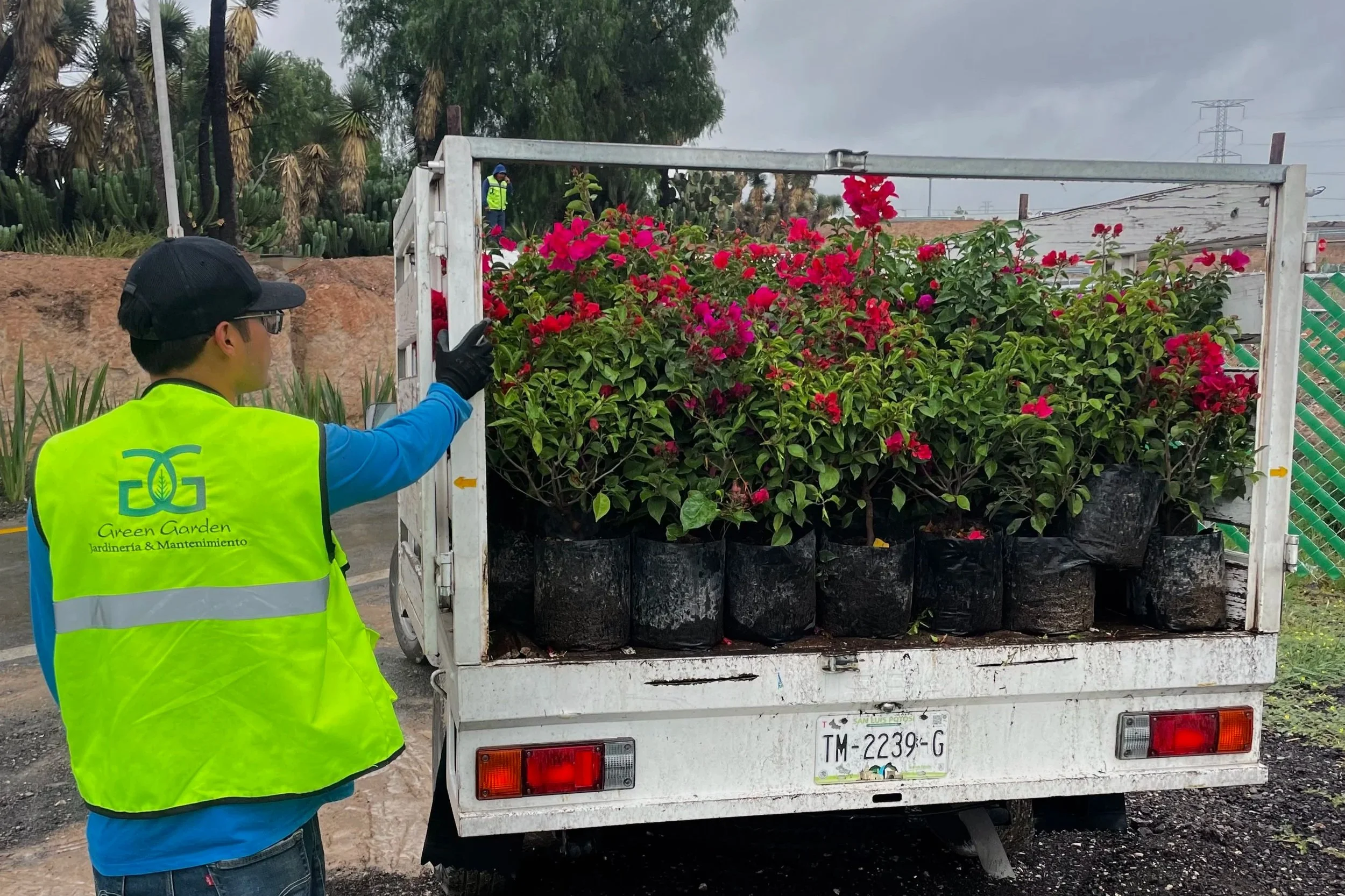 Persona en chaleco de alta visibilidad inspecciona plantas en la caja de un camión, en un entorno exterior, con plantas y árboles en el fondo.