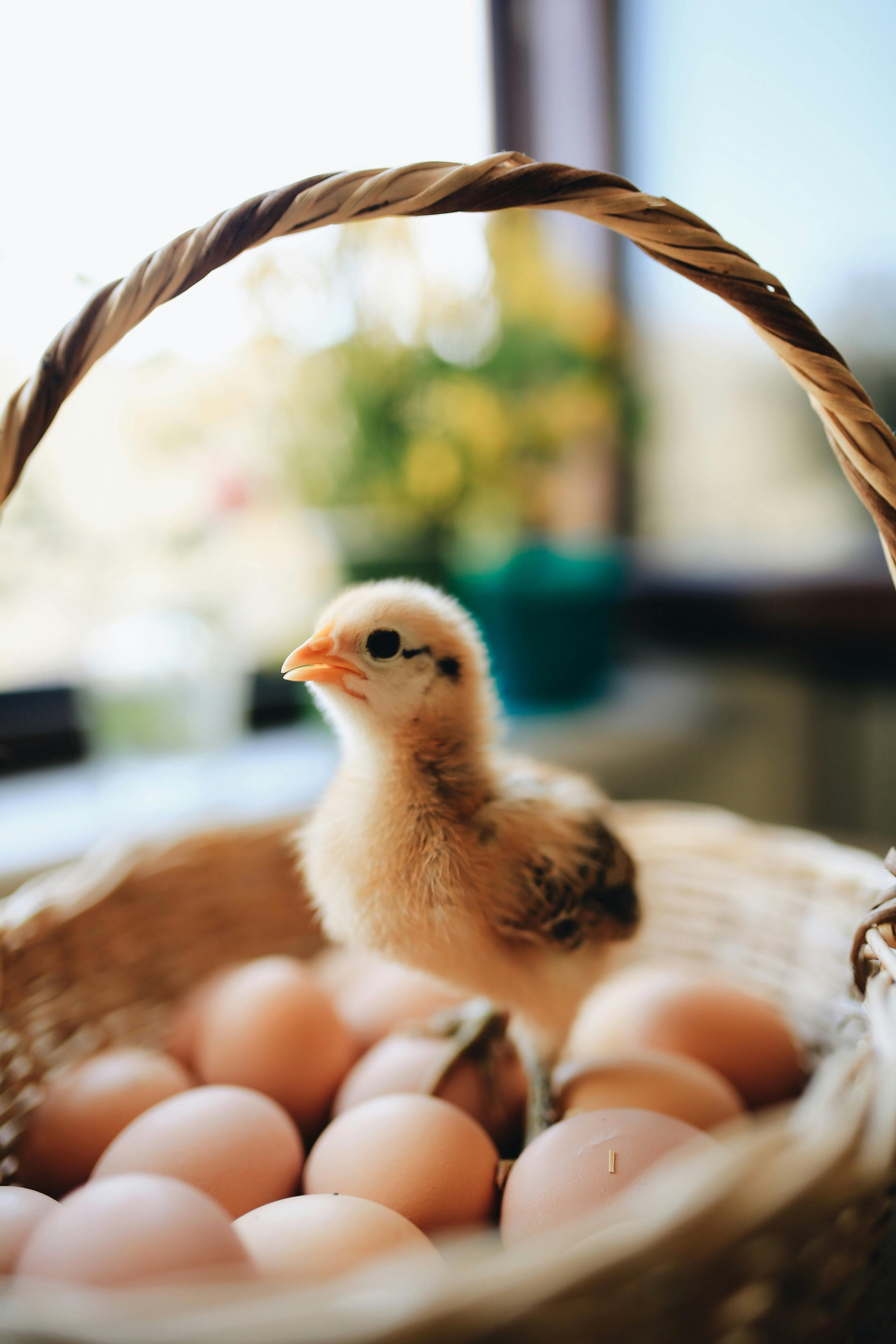 A small chick standing inside a woven basket filled with eggs, near a window with blurred outdoor scenery.