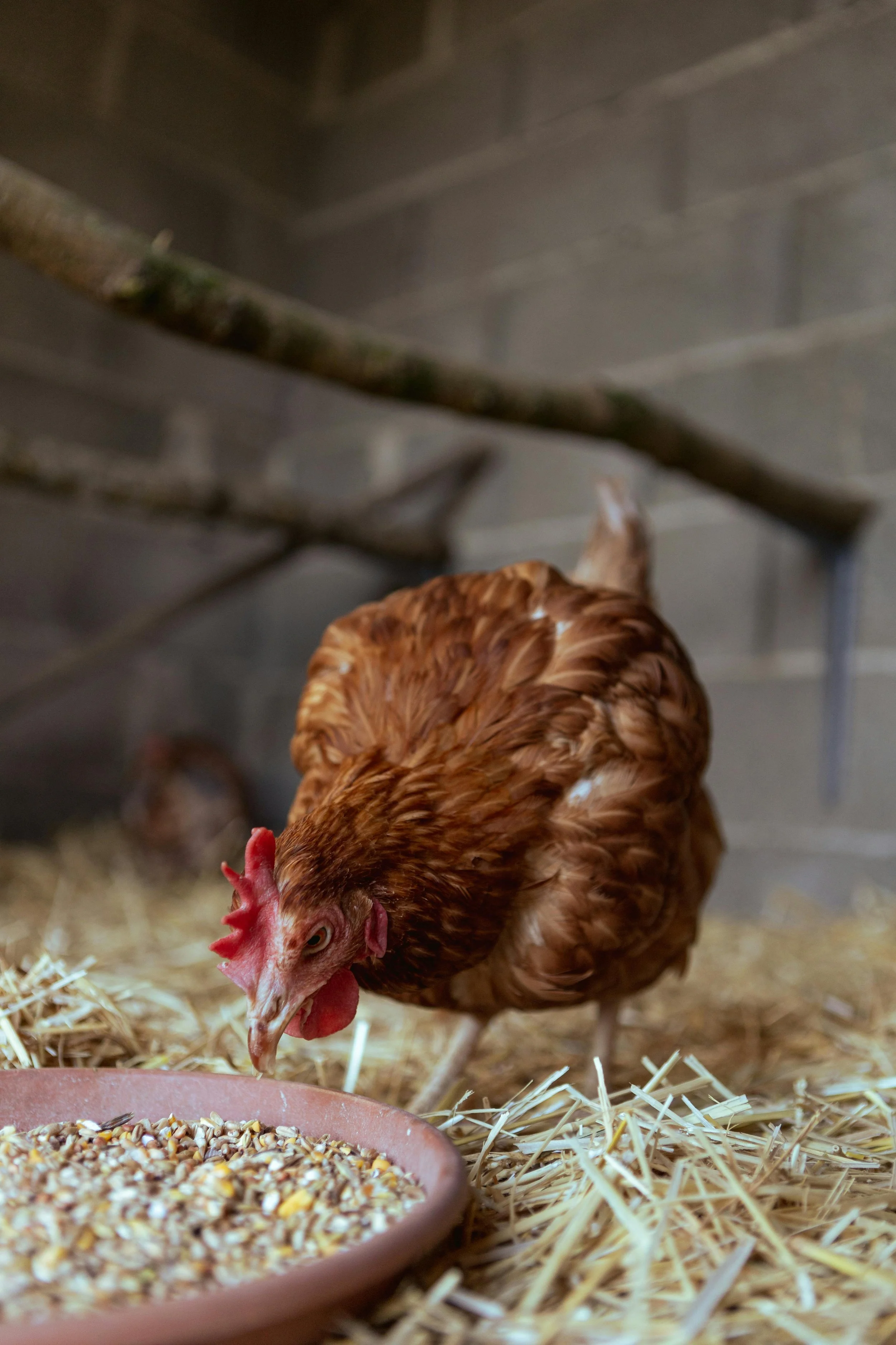 A red hen pecking at feed in a barn with straw bedding, with another hen in the background.