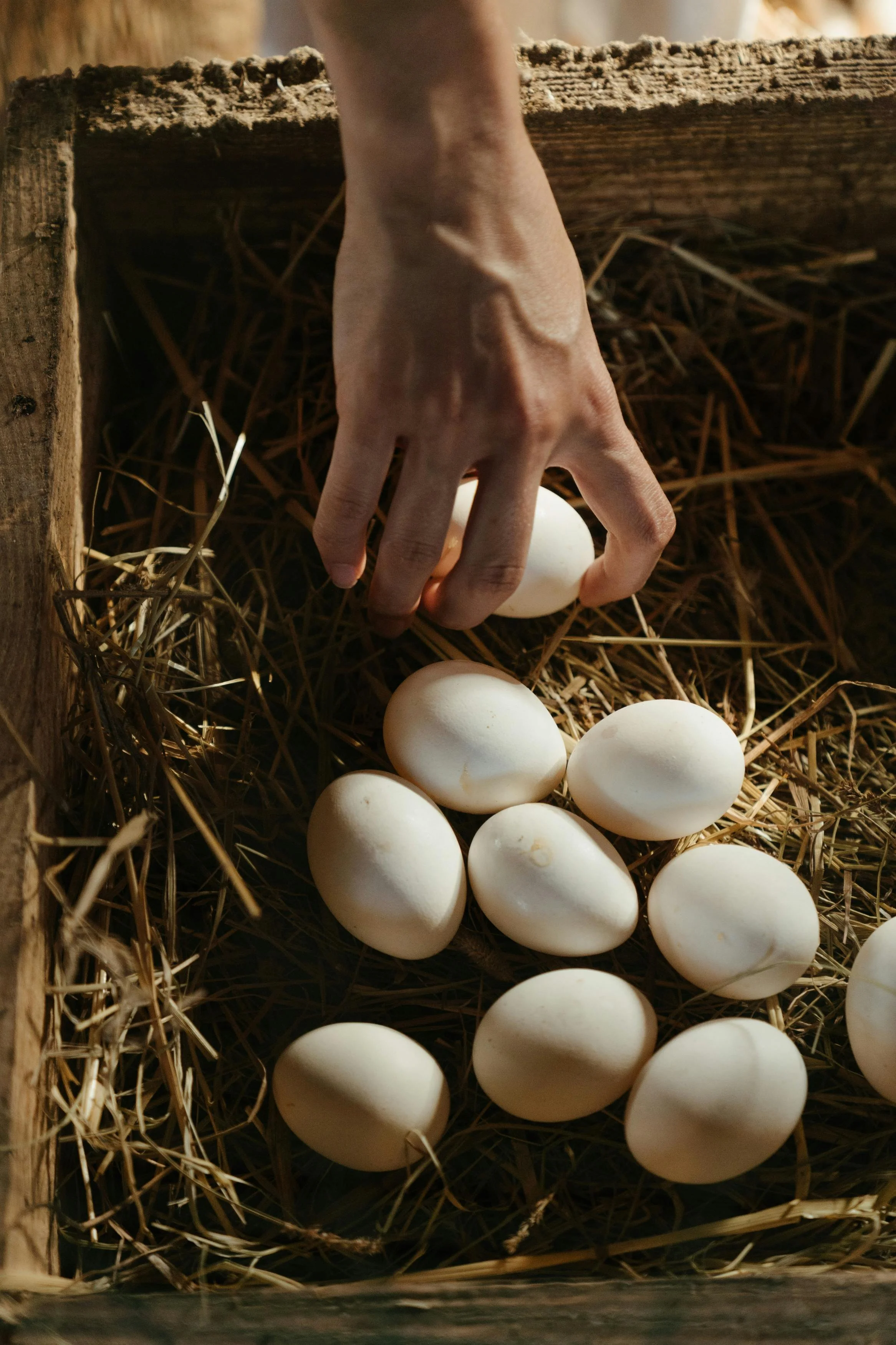 Free-Range Eggs Dozen
