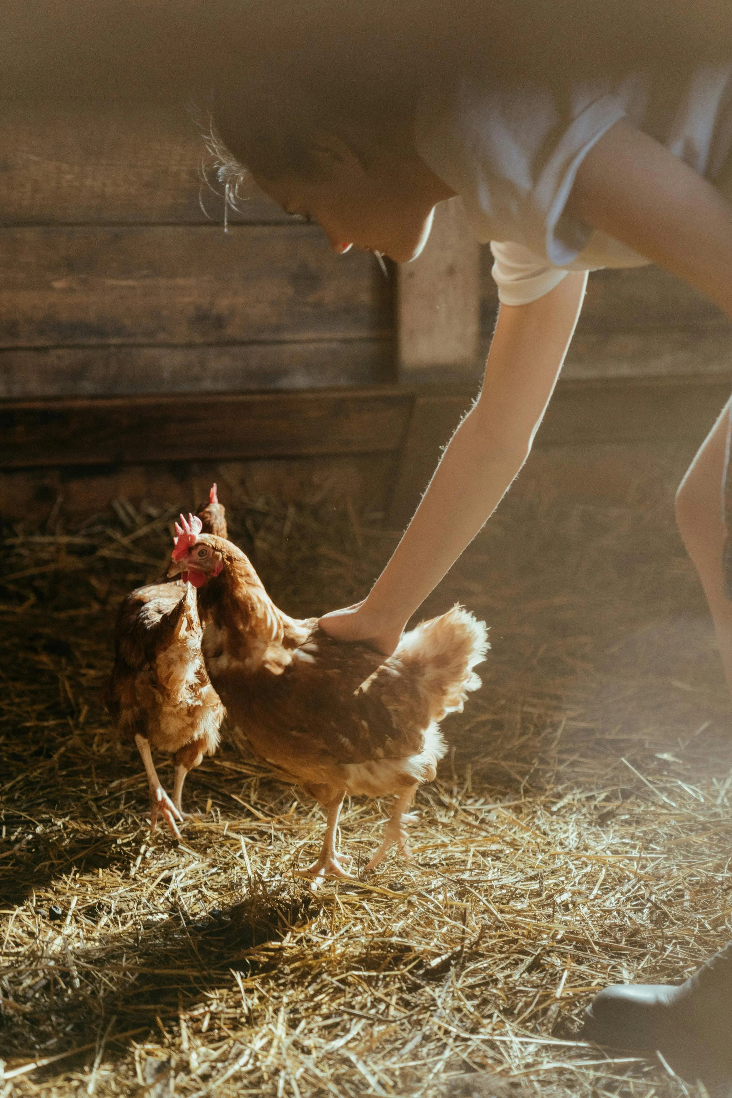 A person in a grey t-shirt reaching out to a chicken inside a barn with wooden walls, standing on straw-covered ground.