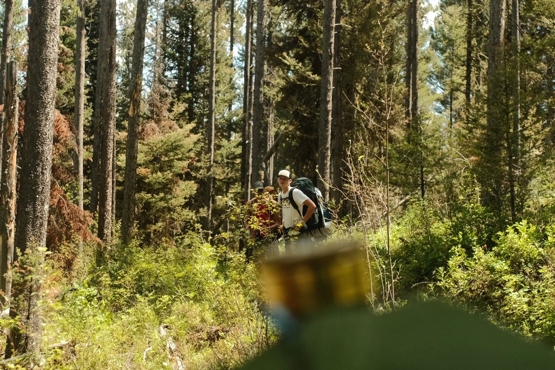 Three hikers with backpacks walking through a dense forest on a sunny day.