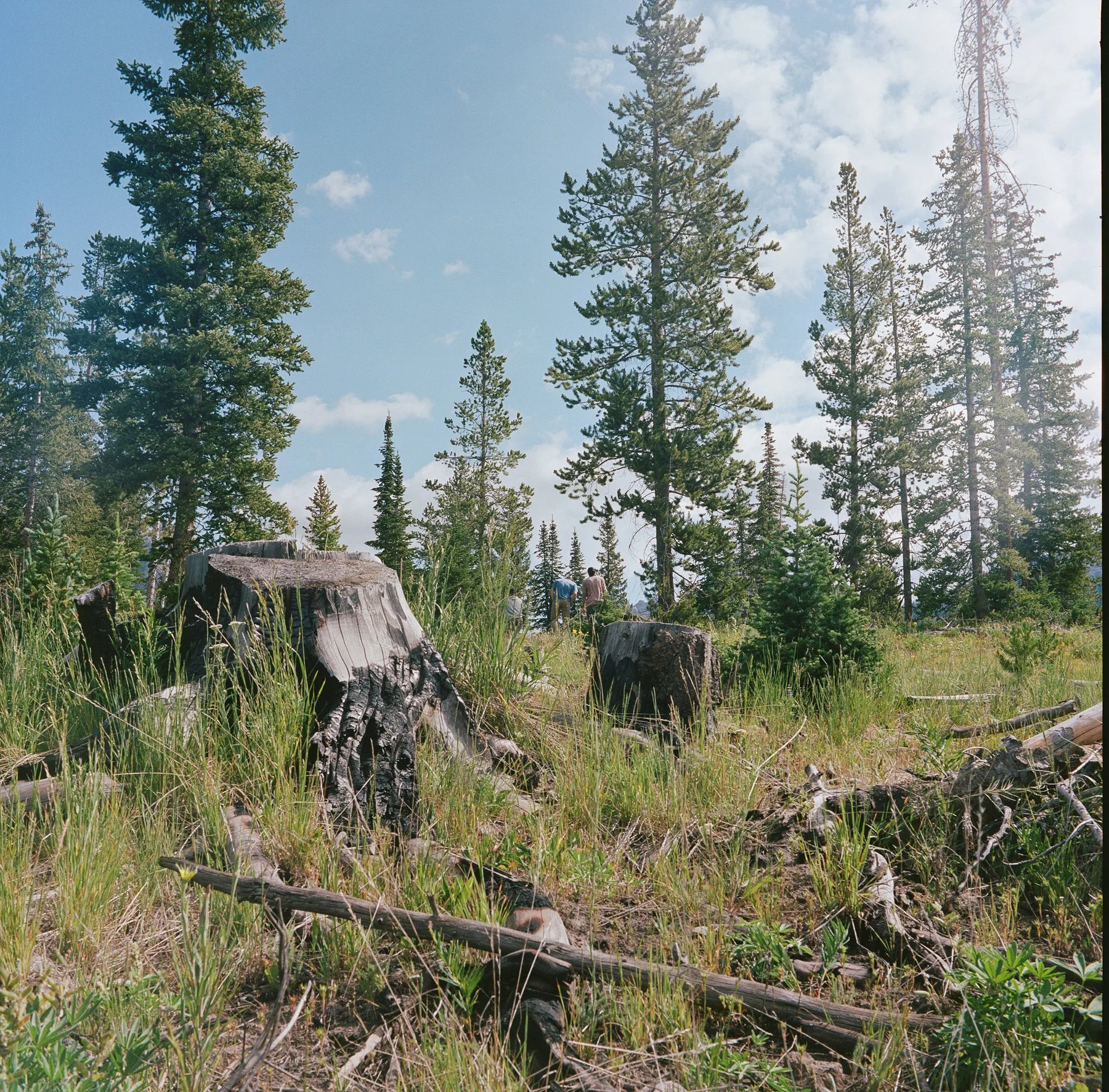 A forest scene with tall trees, green grass, and fallen logs with a few people in the background walking among the trees under a partly cloudy sky.