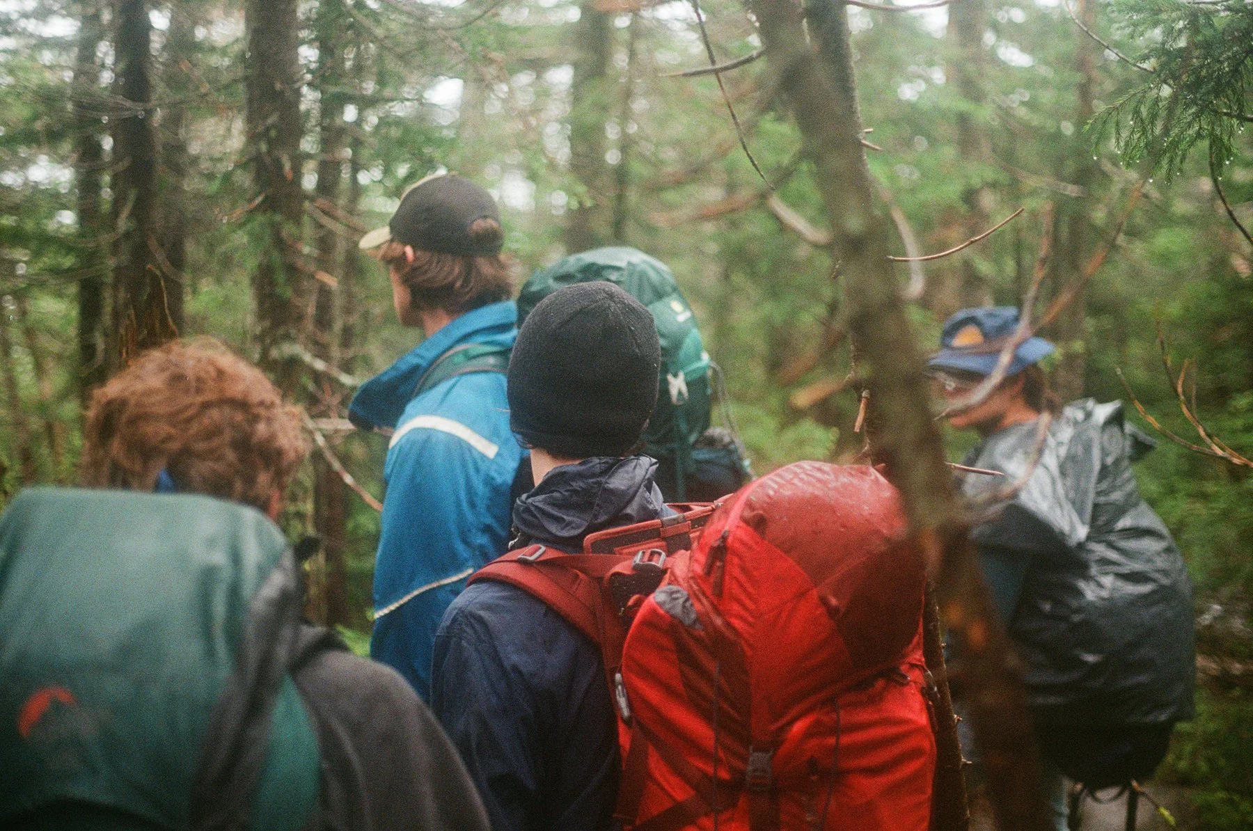 A group of people with backpacks, hiking through a dense, green forest with tall trees.