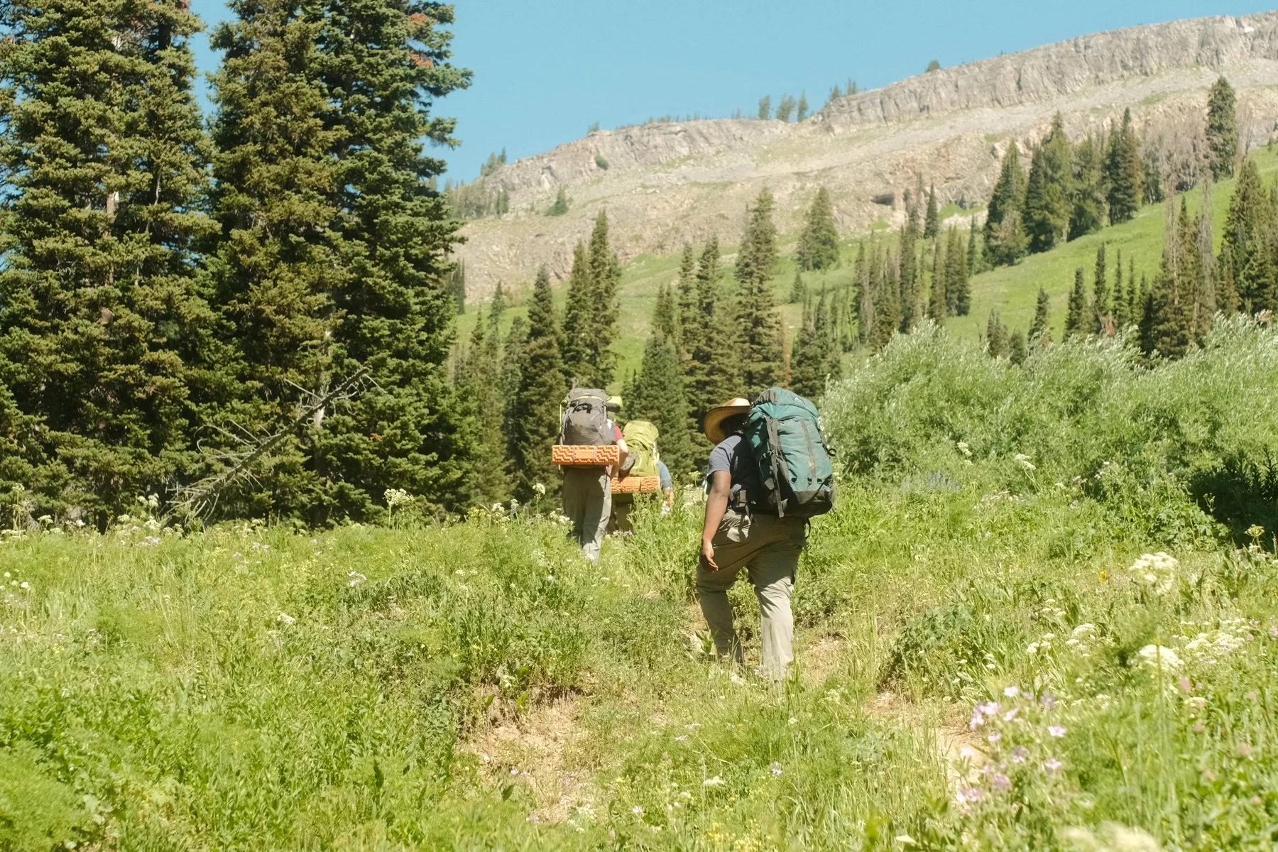 Group of hikers walking on a trail in a lush green forest with pine trees and mountains in the background.