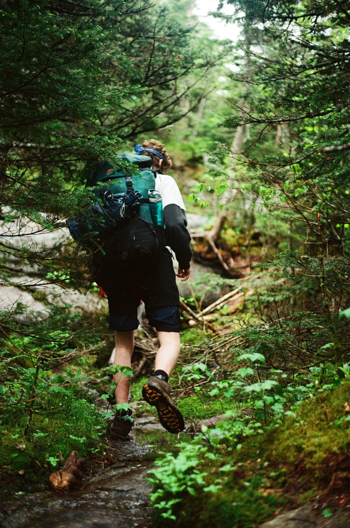A person hiking through a lush, green forest with dense foliage, wearing a large backpack and outdoor gear.