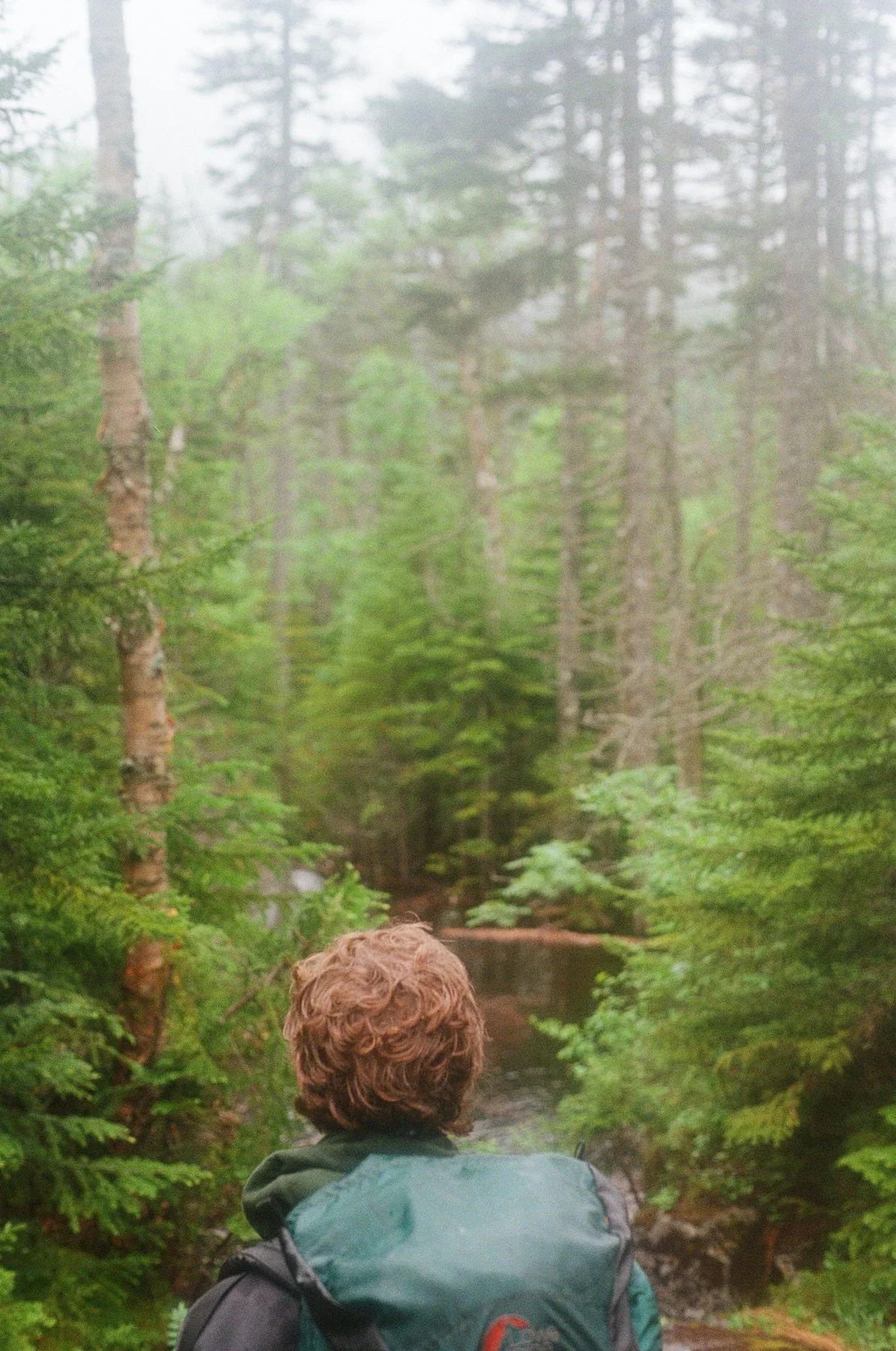 Back of a person with curly hair wearing a green jacket and backpack, in a lush forest with tall trees and a small stream.
