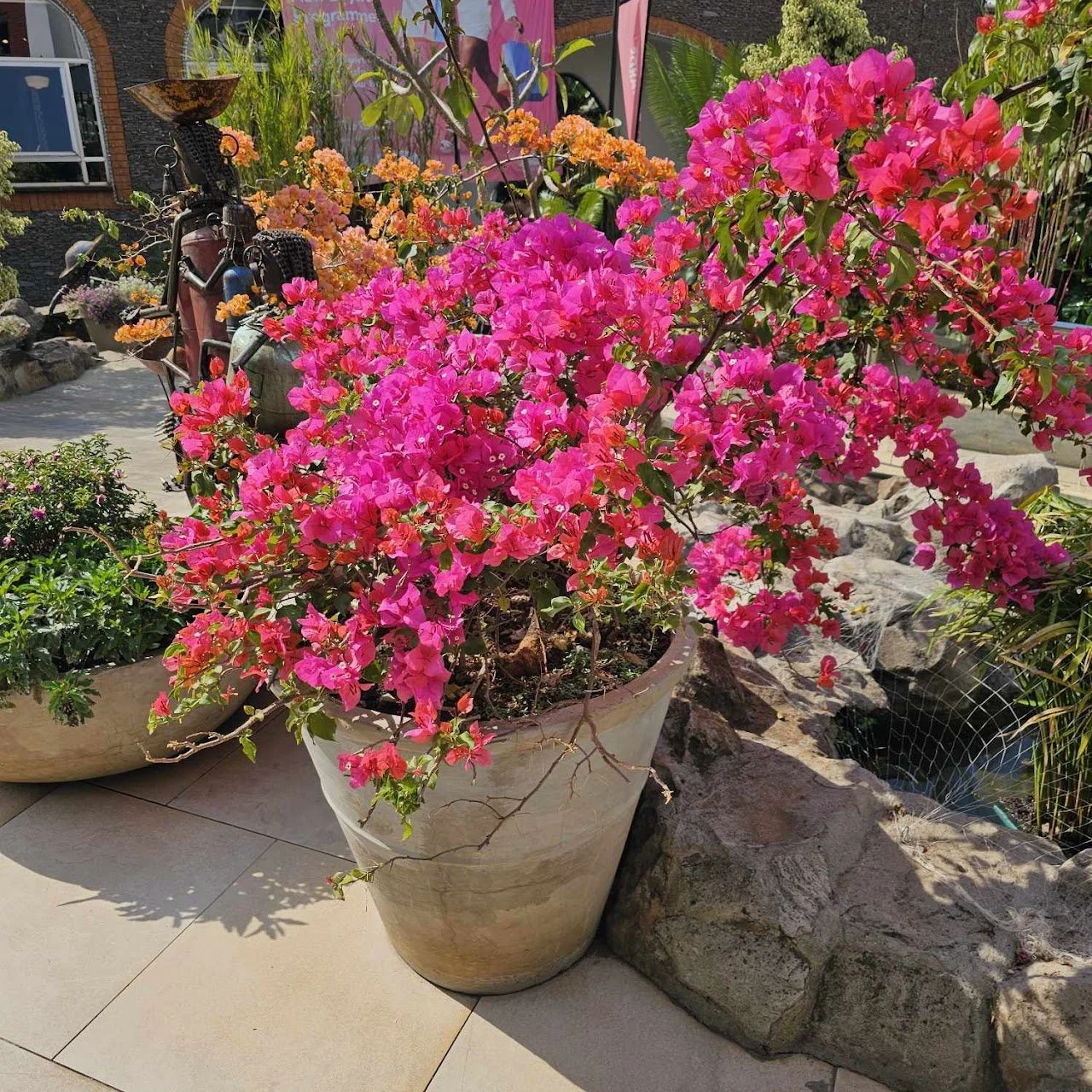 A large pink flowering plant in a beige pot outdoors, with other plants and rocks around, and a decorative bike sculpture in the background.