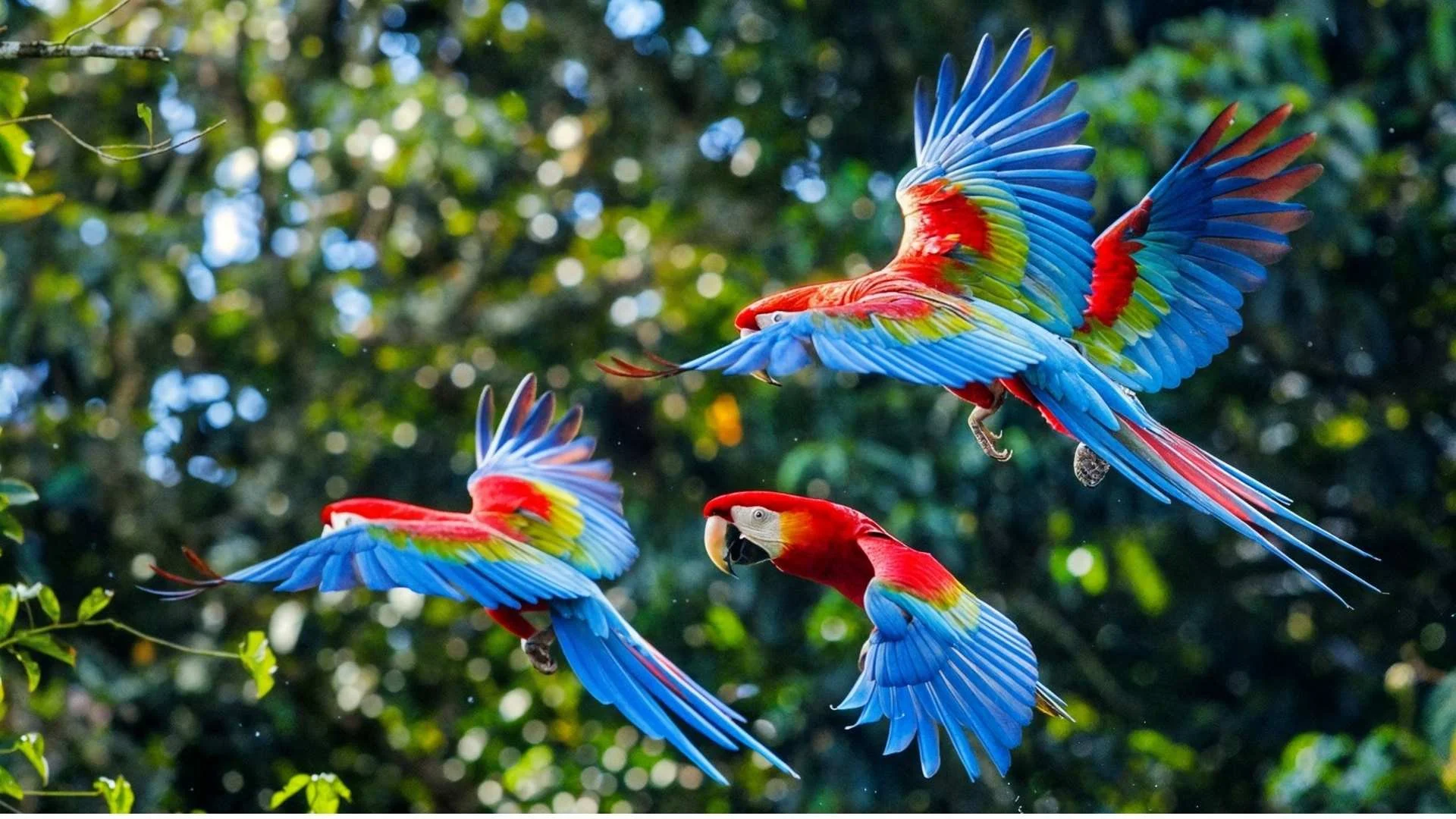 Três araras coloridas voando com plumagens vermelhas, azuis, verdes e amarelas.