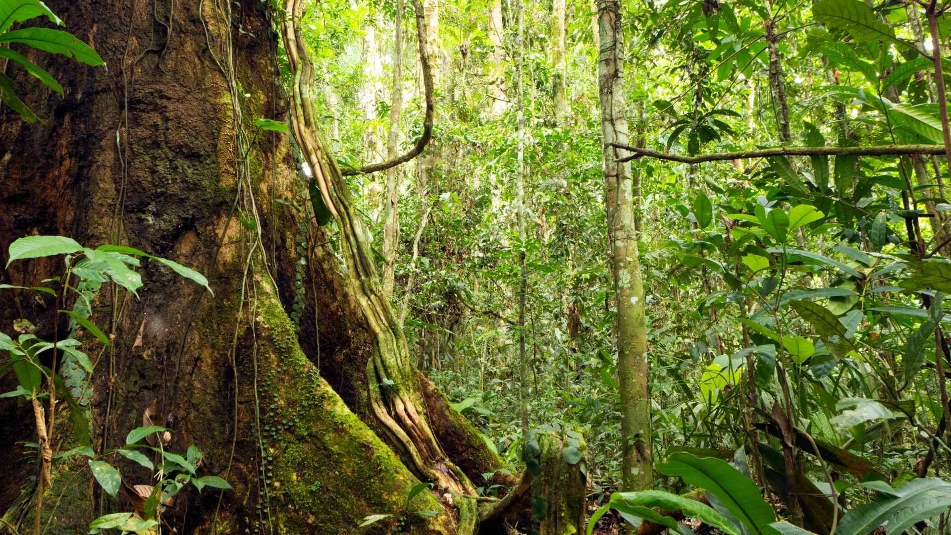 Área de floresta tropical densa com árvores altas, vegetação verde vibrante, troncos cobertos de musgo e raízes expostas.