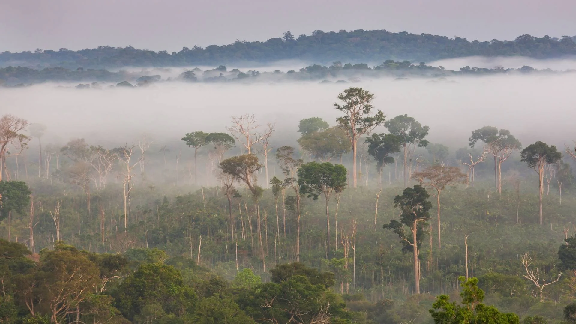 Paisagem de floresta tropical com árvores altas e folhagem densa, com uma camada de névoa cobrindo as áreas mais distantes.