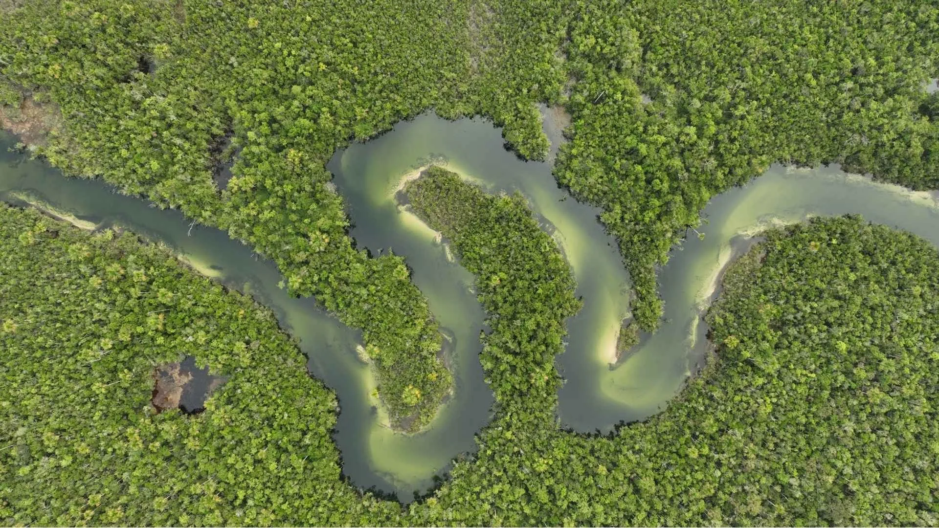 Imagem aérea de um rio serpenteante cercado por uma floresta densa.