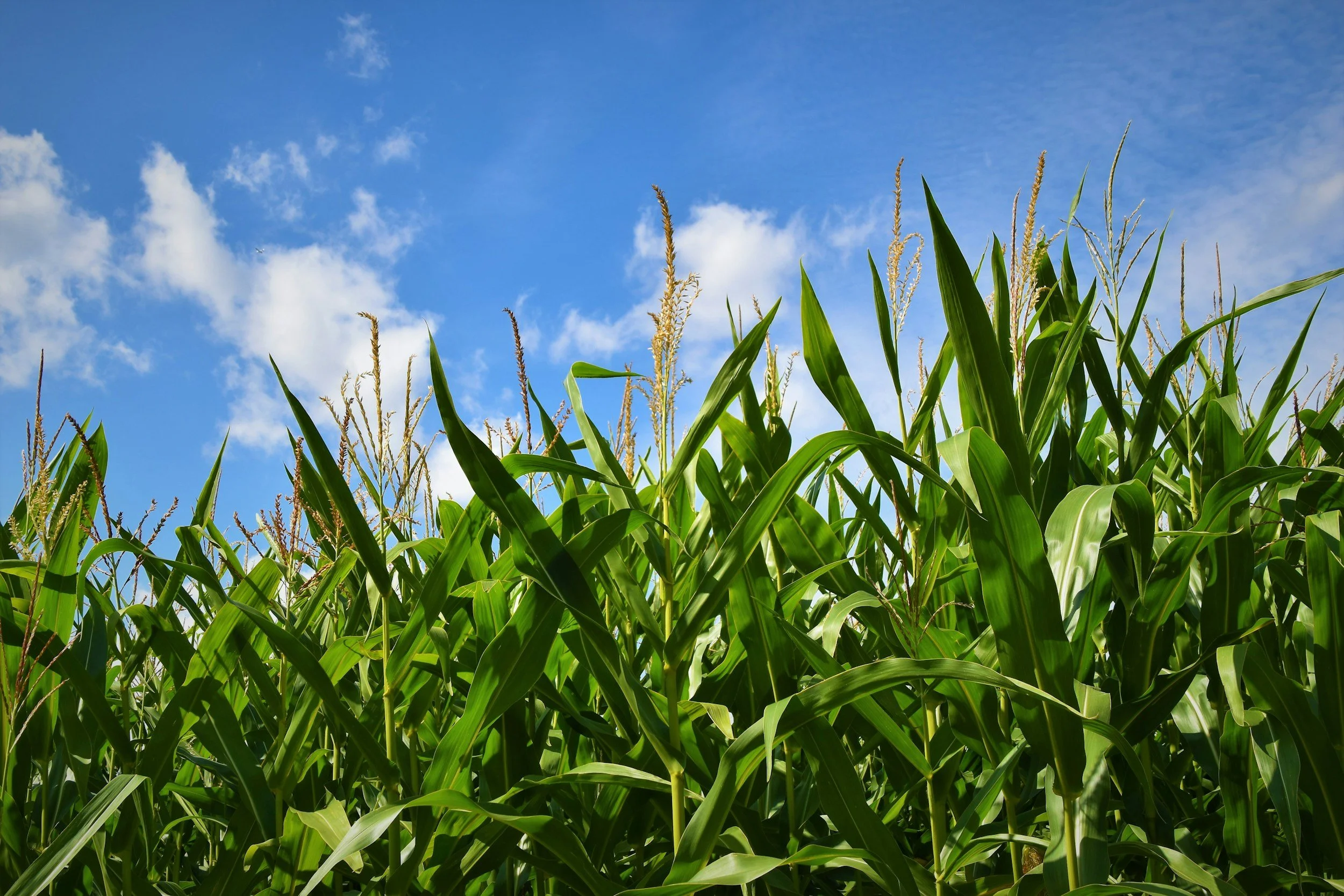 A field of tall green corn plants under a blue sky with scattered clouds.