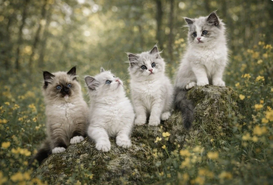 Four fluffy kittens with blue eyes sitting on rocks in a lush green forest with yellow flowers.