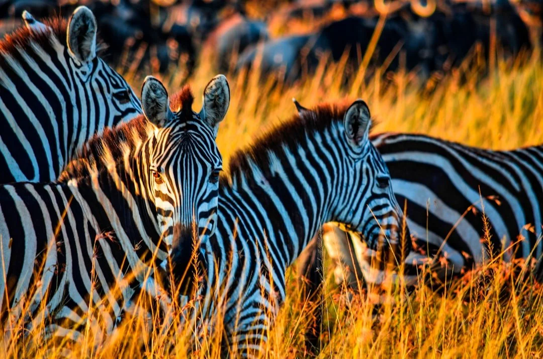 Two zebras standing in golden grassland at golden hour during an East Africa safari, with warm light illuminating their stripes