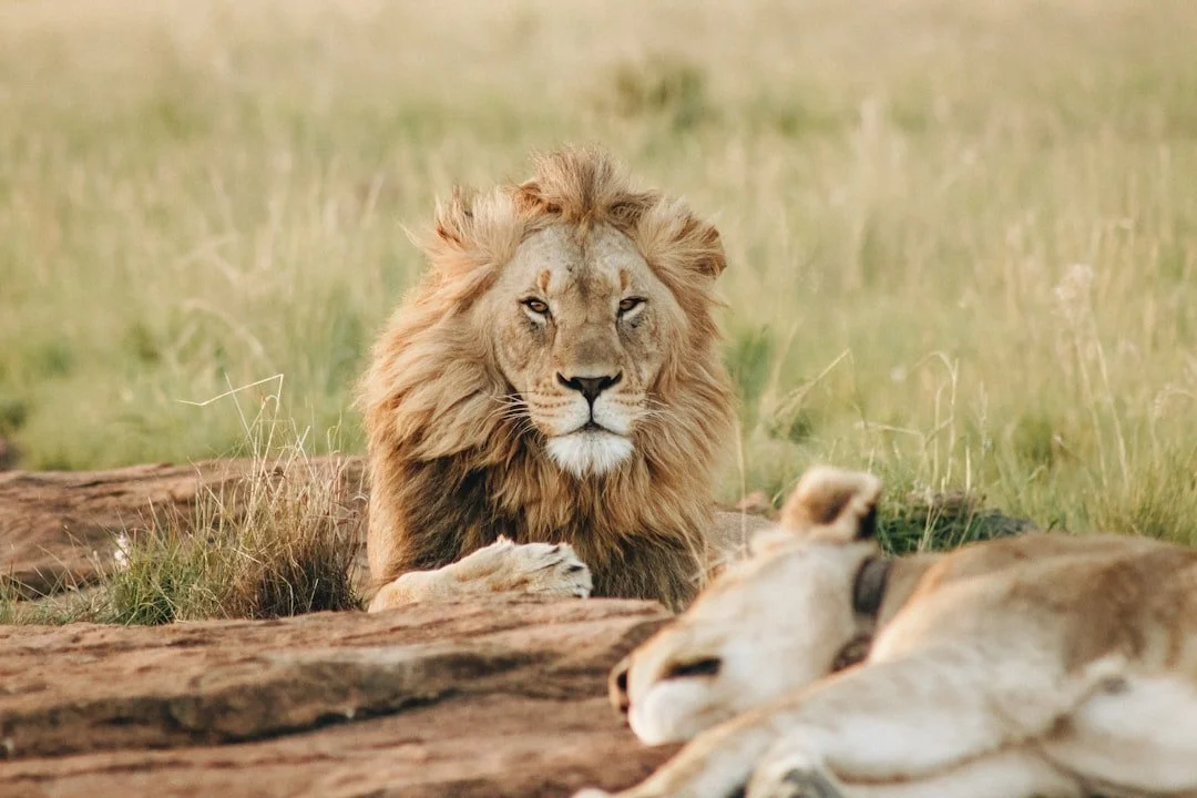 Luxury Safari in Africa: What It’s Really Like (And How to Plan It Right)