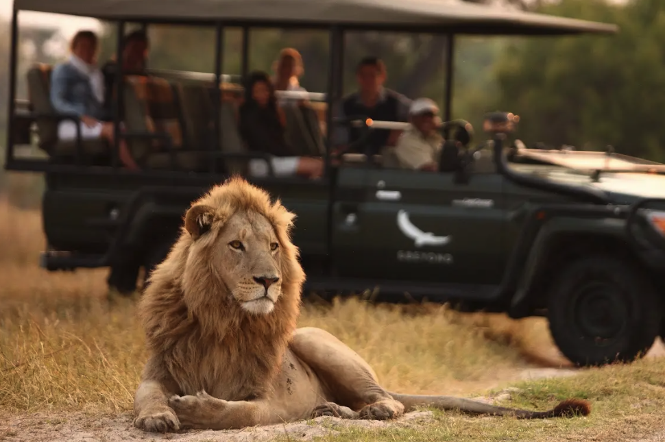 Image of a lion with safari jeep in the background