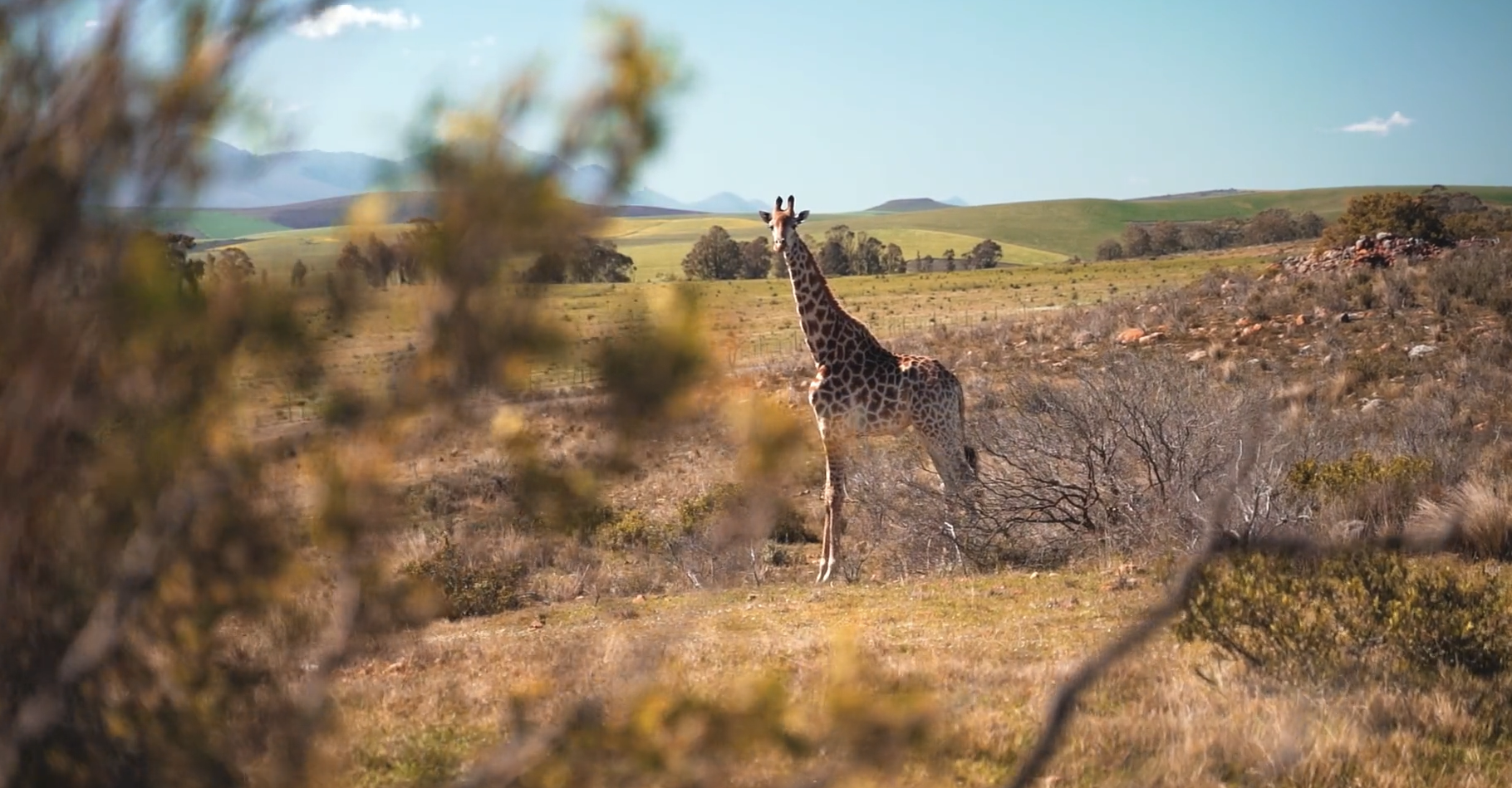 Safari Giraffe.png