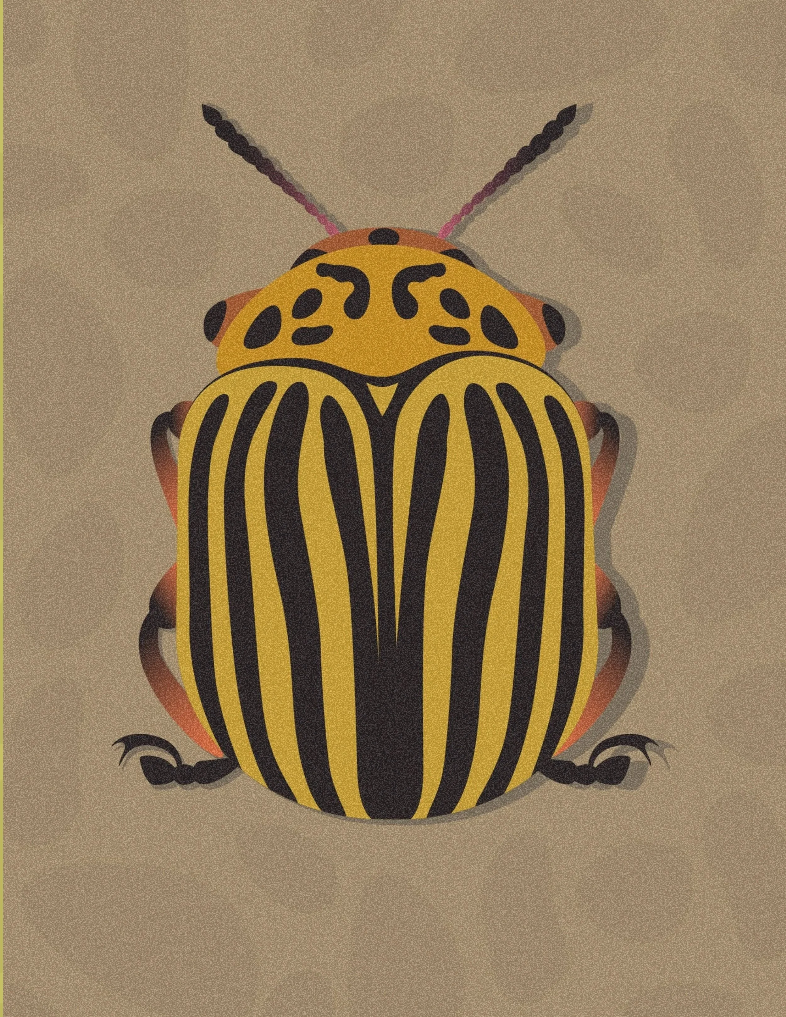 Colorful insect with yellow and black striped body, orange legs, and black antennae, viewed from above.
