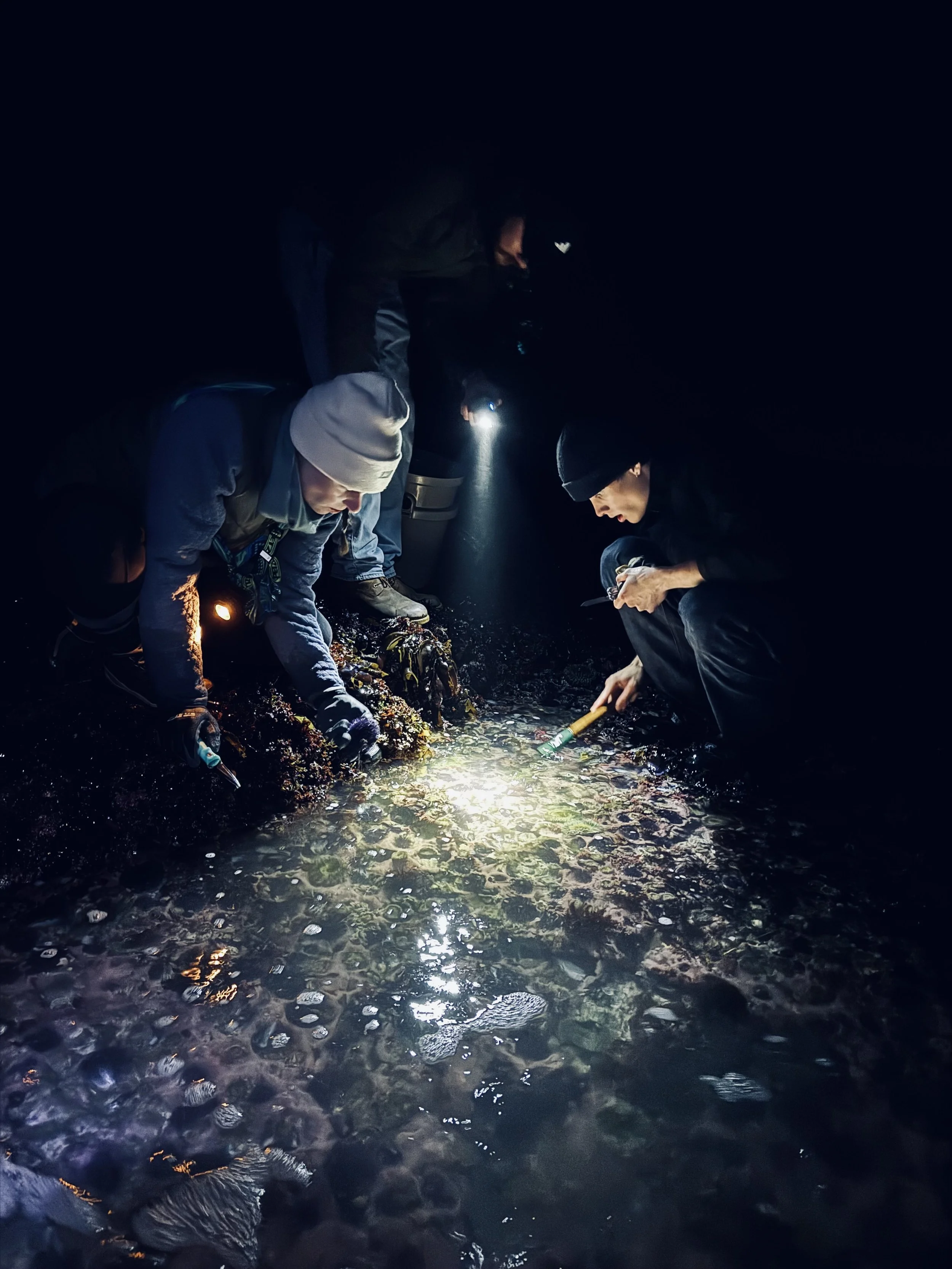 People conducting underwater exploration or research in a dark environment using flashlights, closely examining aquatic life or coral on the ocean floor.