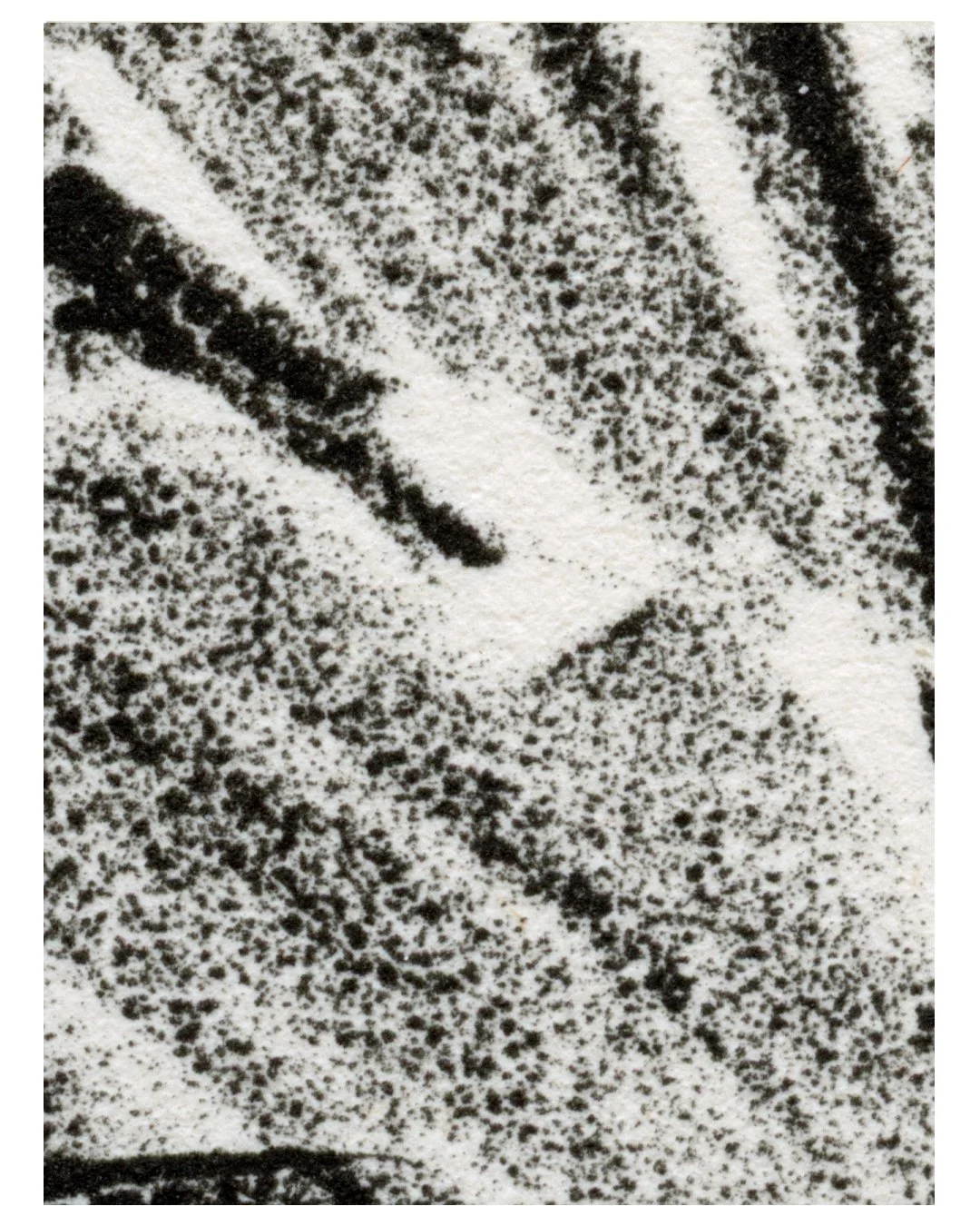 Trasiego_zoom_4.jpg