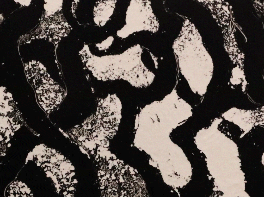 Monotipo animado/ Presencial