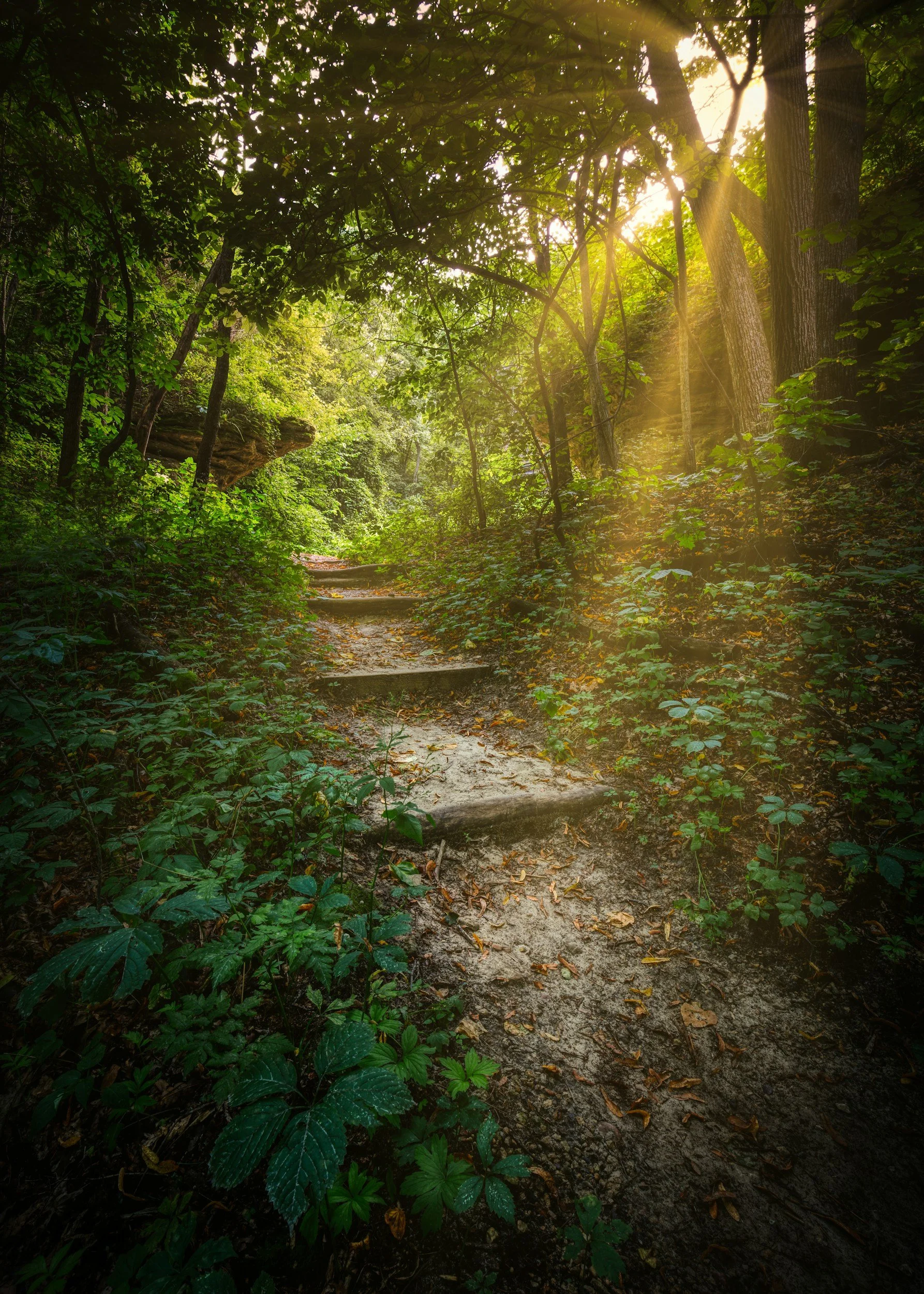 A wooded trail with uneven steps leading into a sunlit forest, surrounded by green foliage and trees