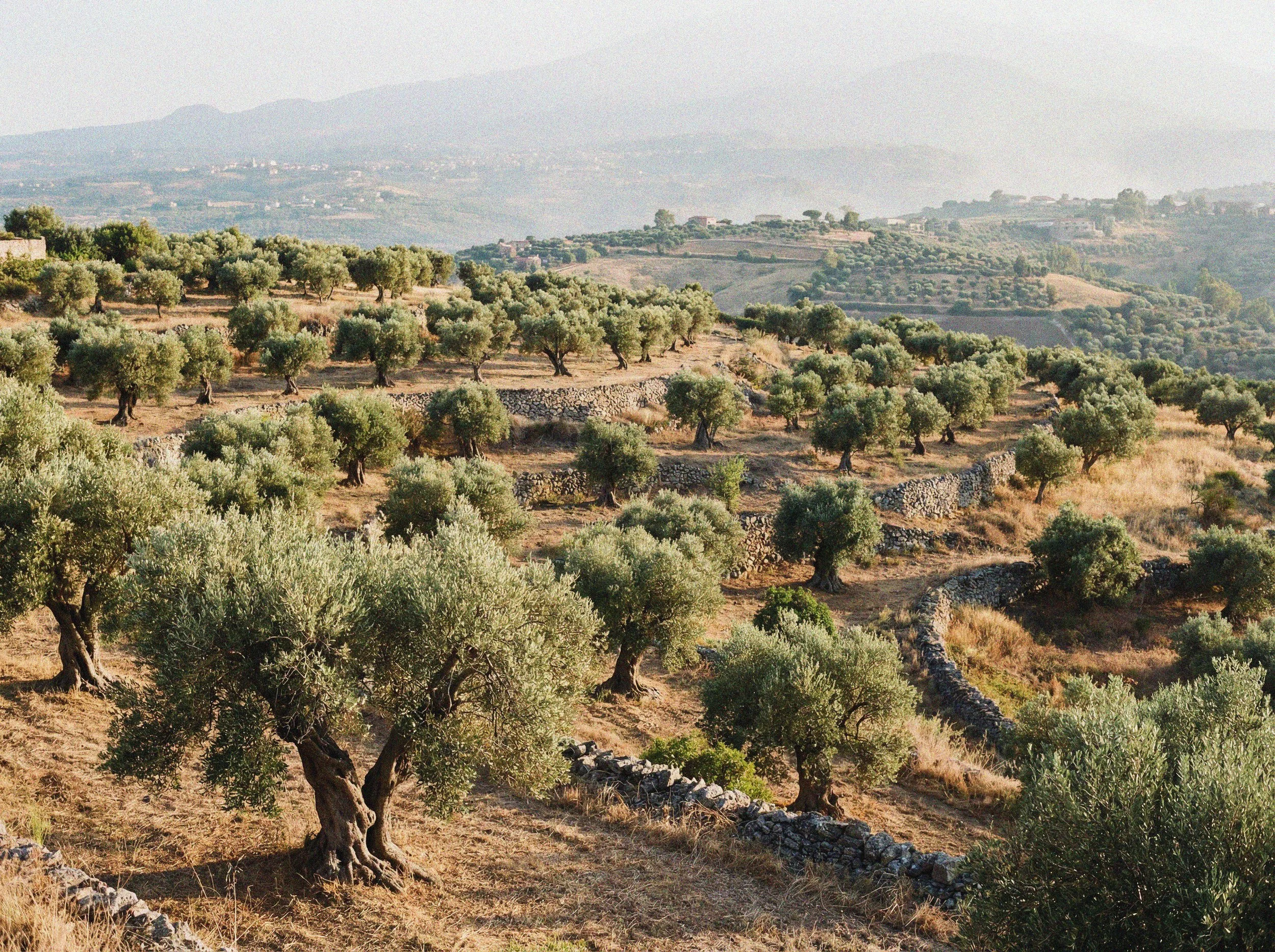 Hilly landscape with numerous olive trees, stone walls, and distant mountains in the background during daytime.