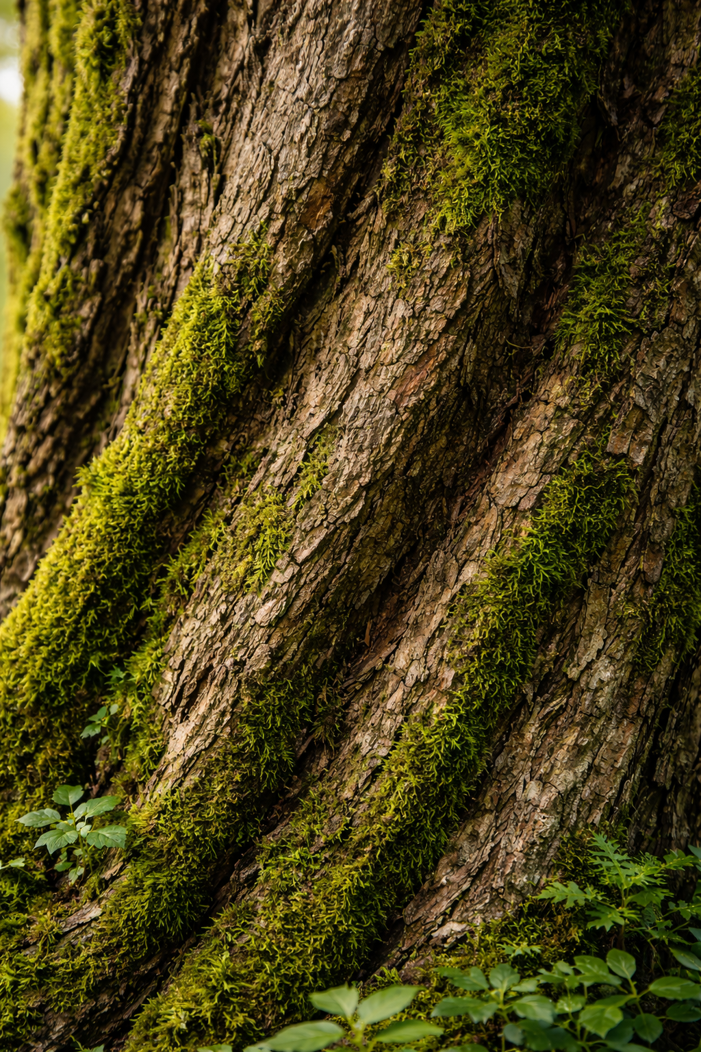 Cinnamomum camphora tree