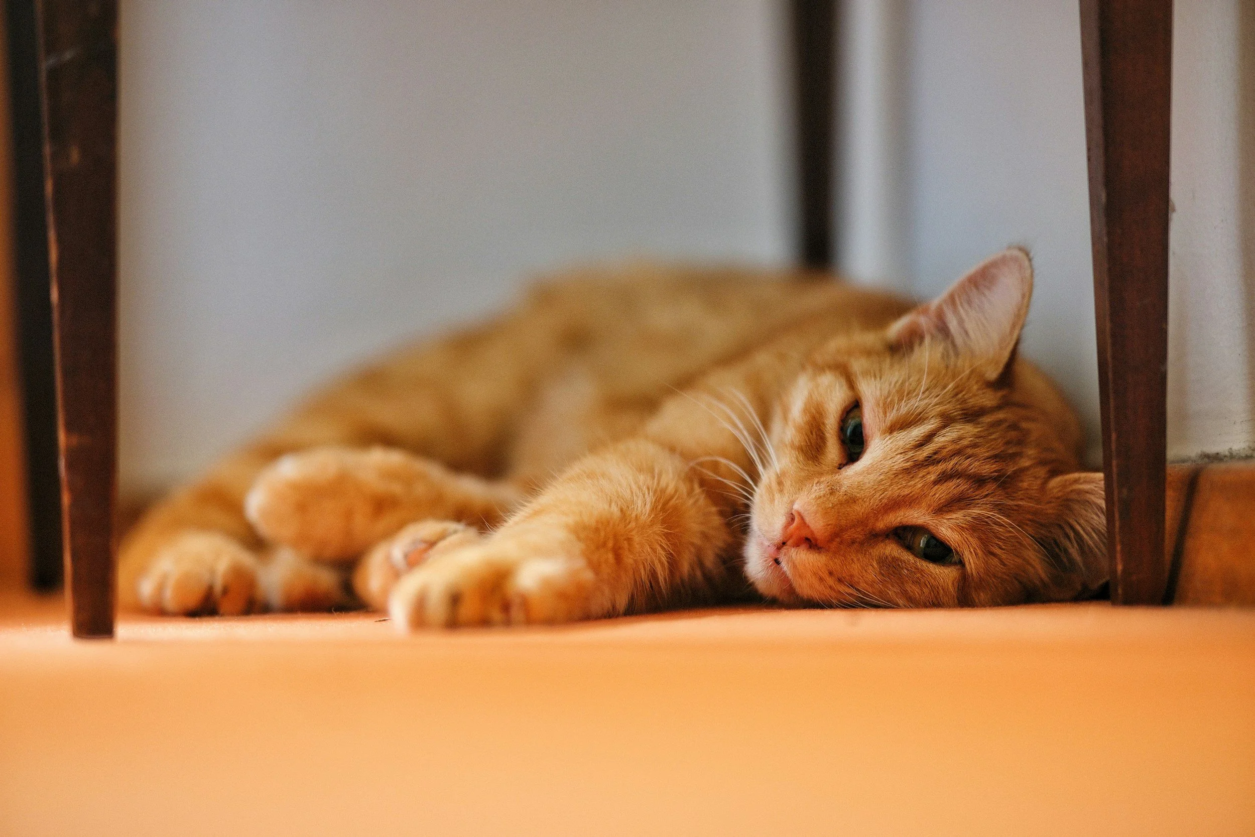 Orange tabby cat lying on the floor under a table, resting its head and front paws on the floor.