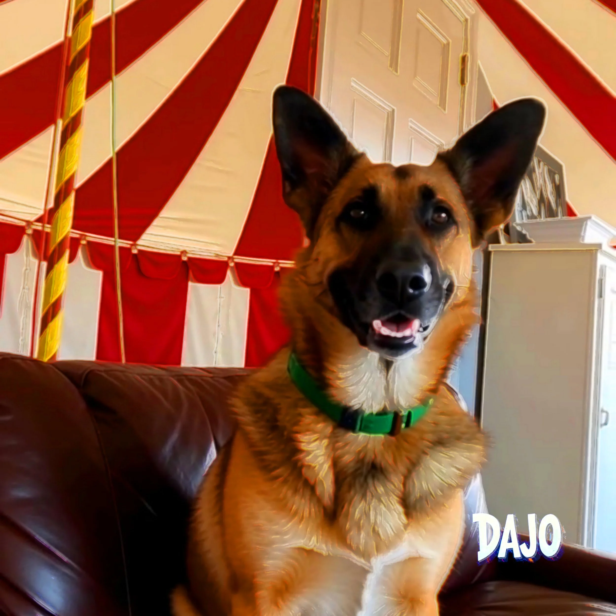 PET>PAW>TRAIT>MURPHY.jpg