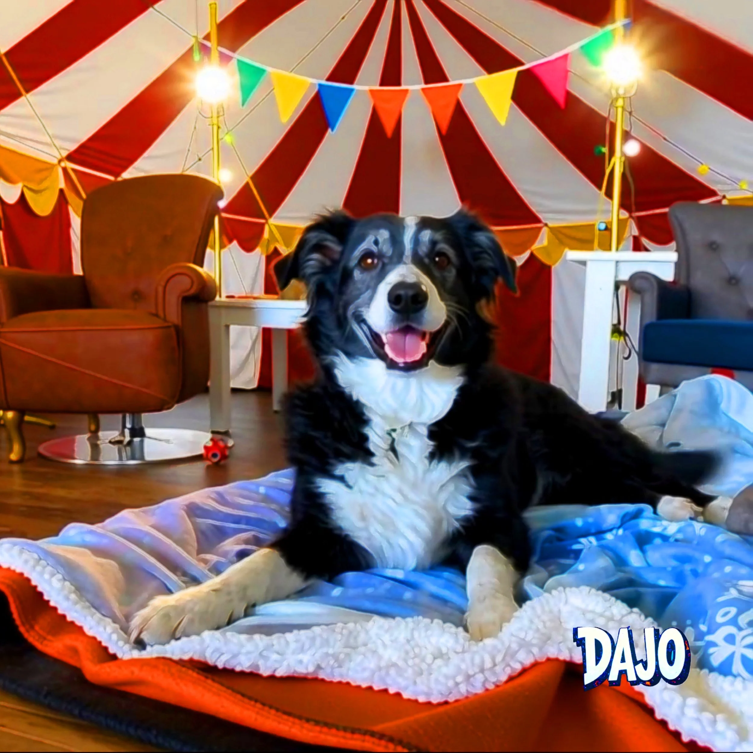 PET.PAW.TRAIT.JUDY.COLLIE.jpg